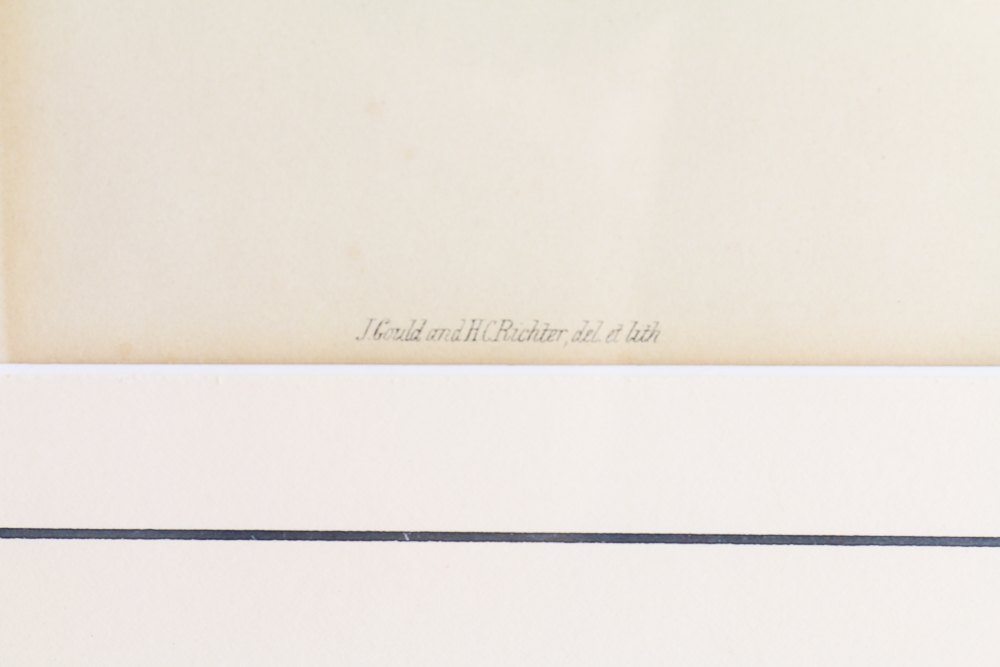 Famed Lithograph of "Hirundo Rustica" after John Gould