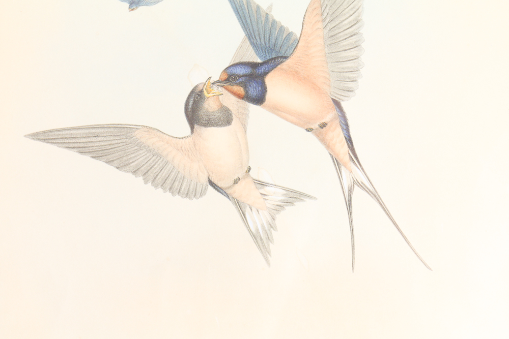 Famed Lithograph of "Hirundo Rustica" after John Gould