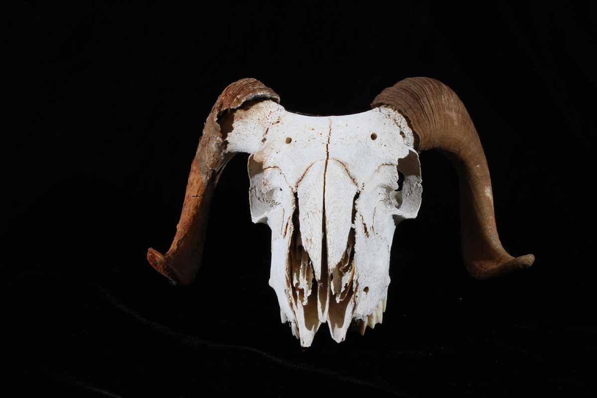 Ram Skeleton Head