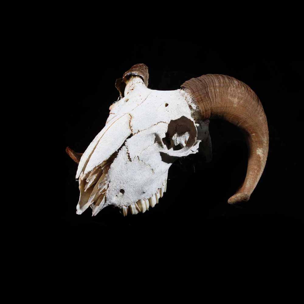 Ram Skeleton Head