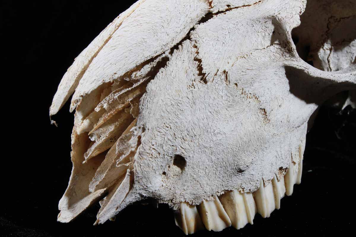 Ram Skeleton Head