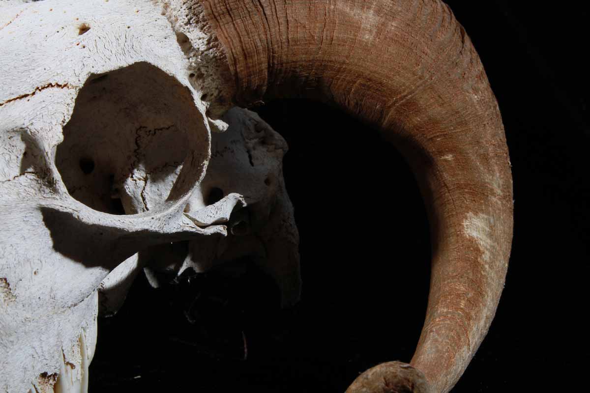 Ram Skeleton Head