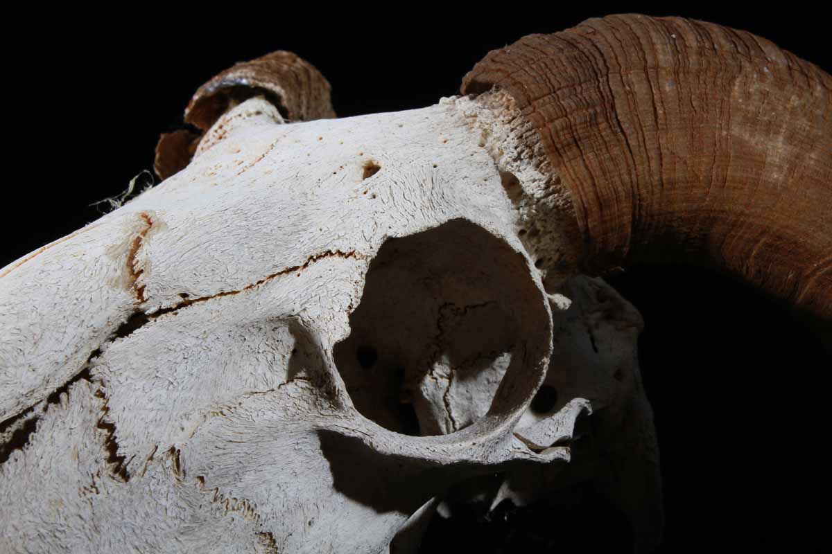 Ram Skeleton Head