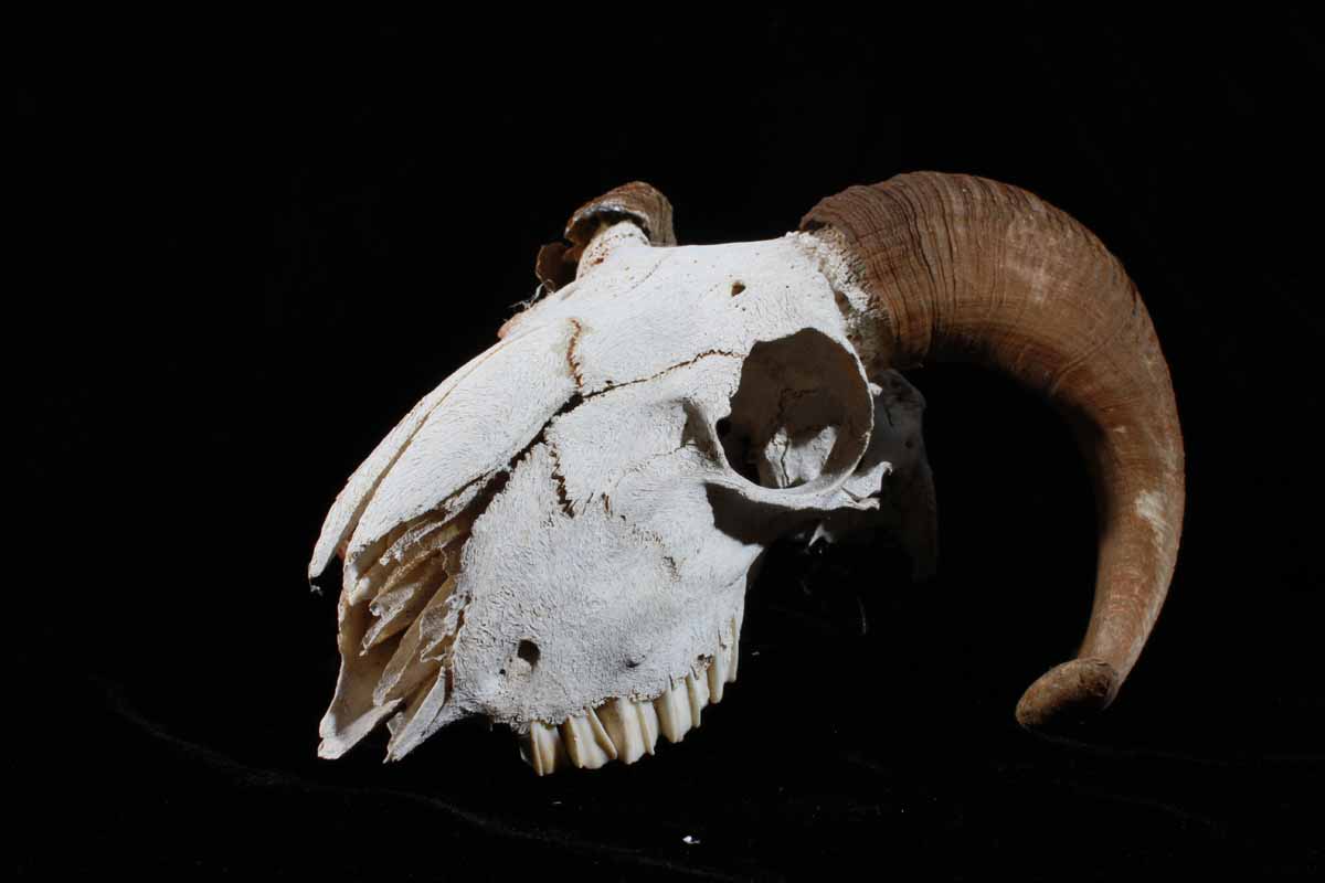 Ram Skeleton Head