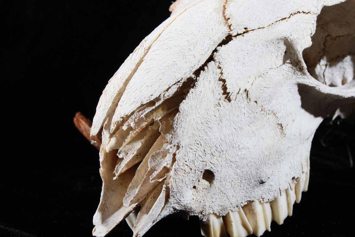 Ram Skeleton Head