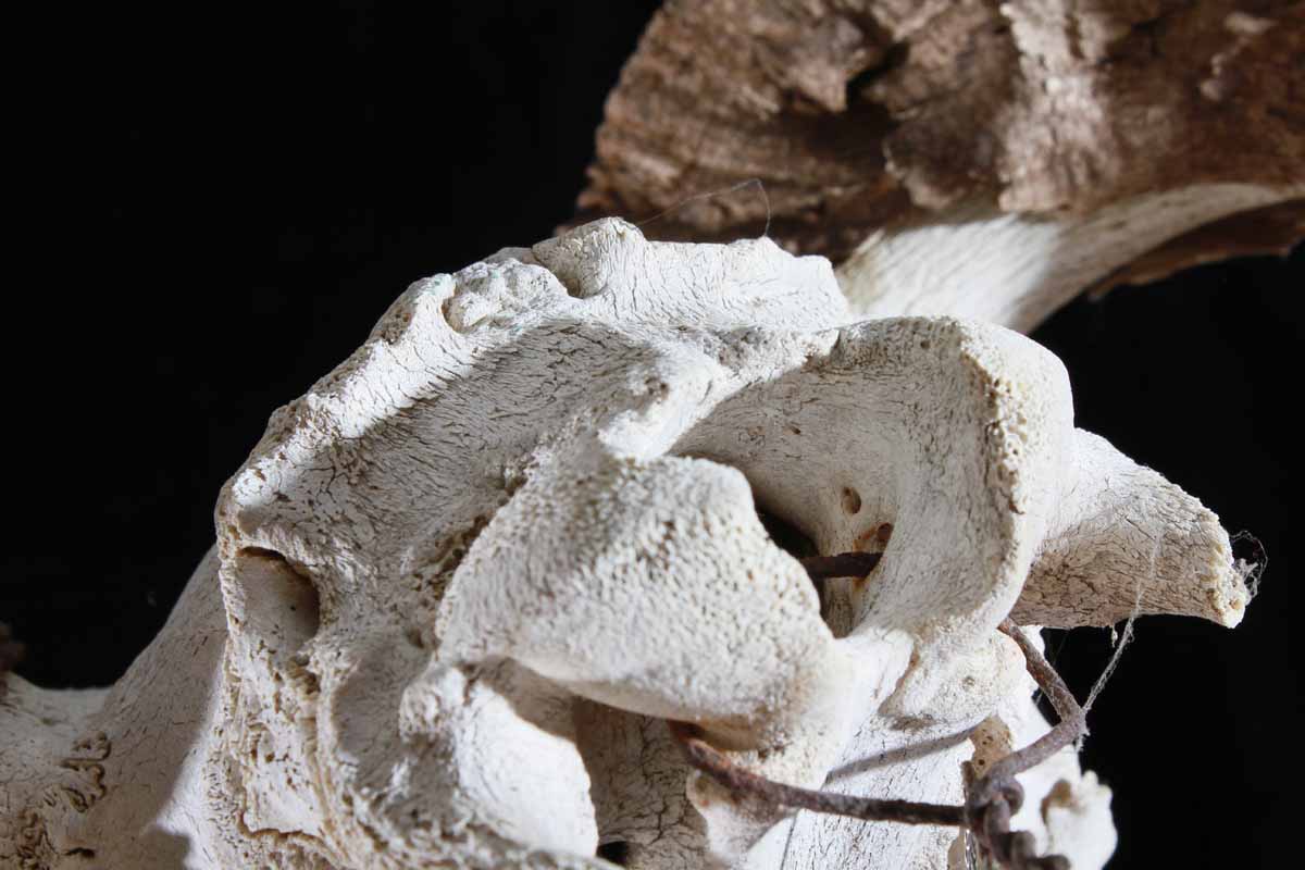 Ram Skeleton Head