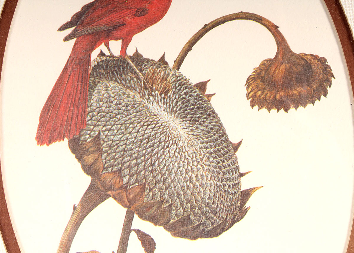 Framed Ray Harm "Cardinal on Sunflower" Offset Lithograph Print