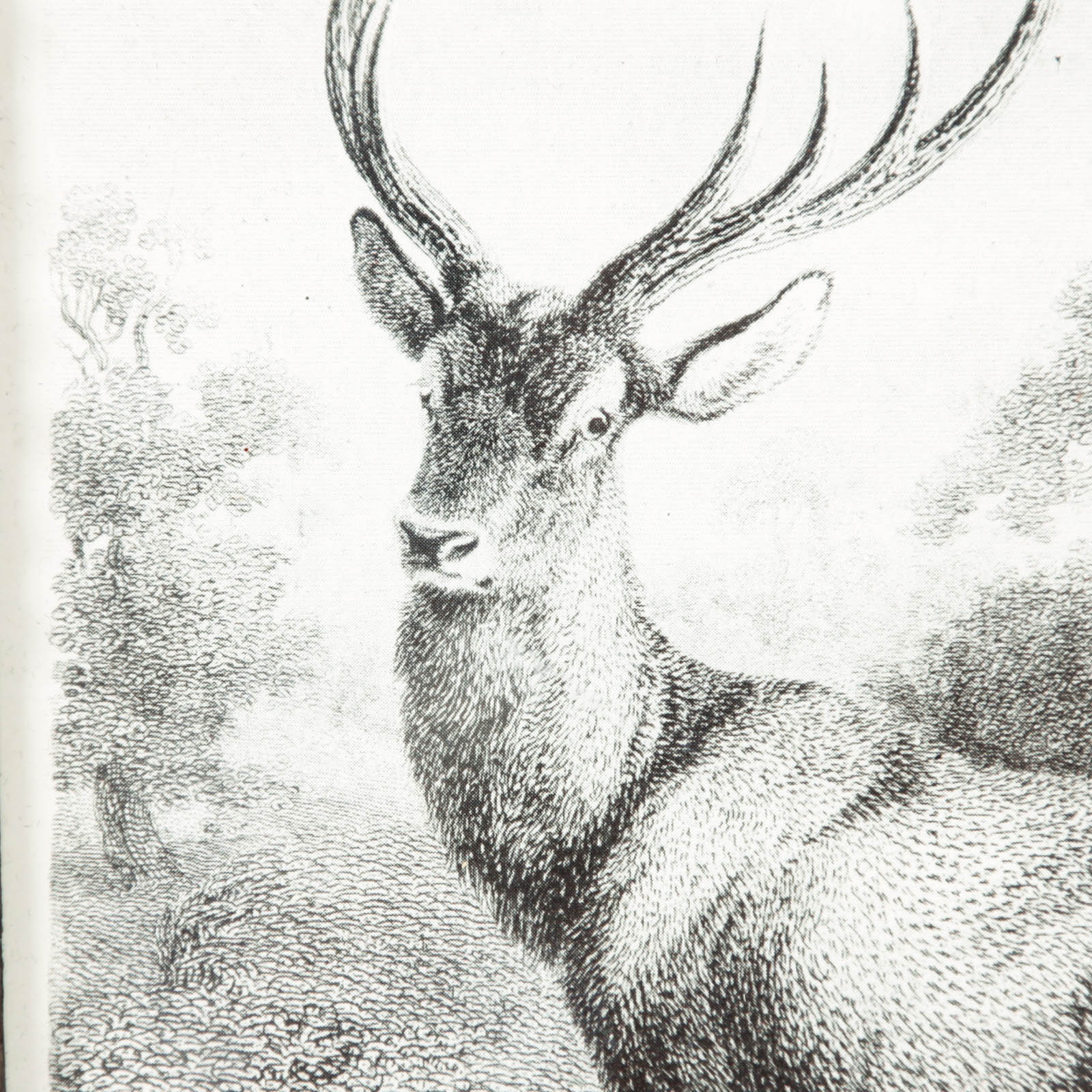 Framed Deer Engraving