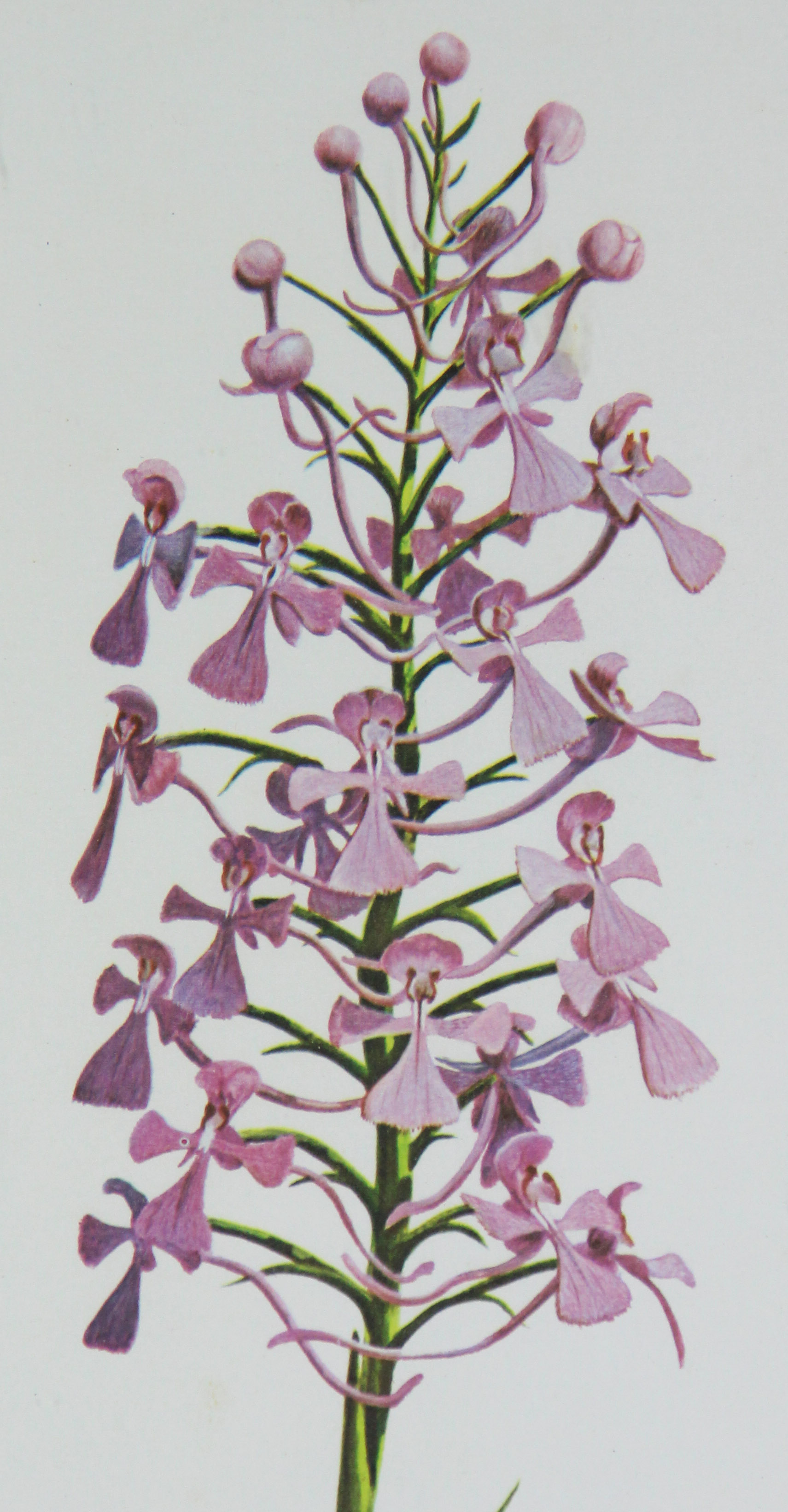 Trio of Floral Offset Lithographs After Ray Harm