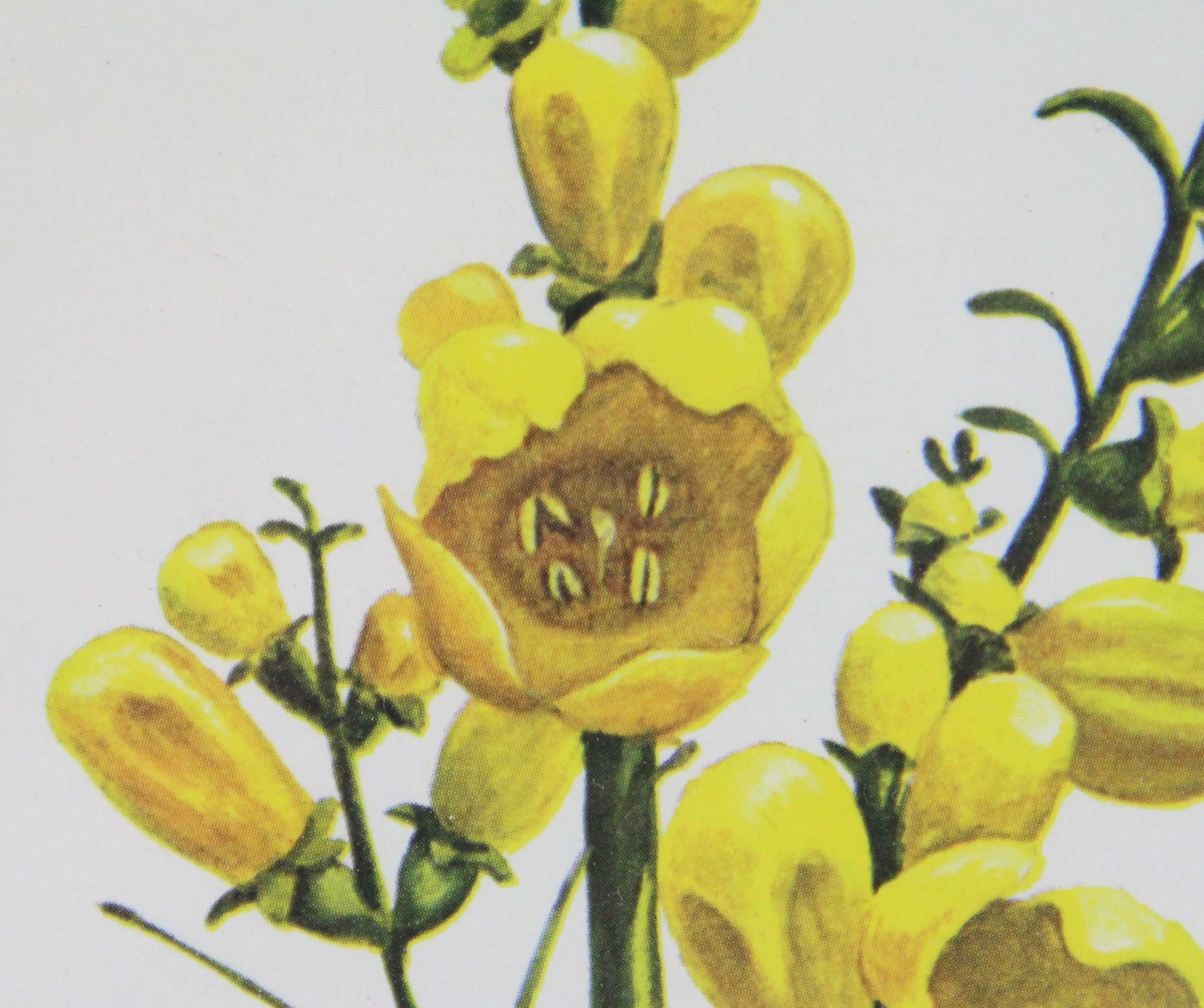 Trio of Floral Offset Lithographs After Ray Harm