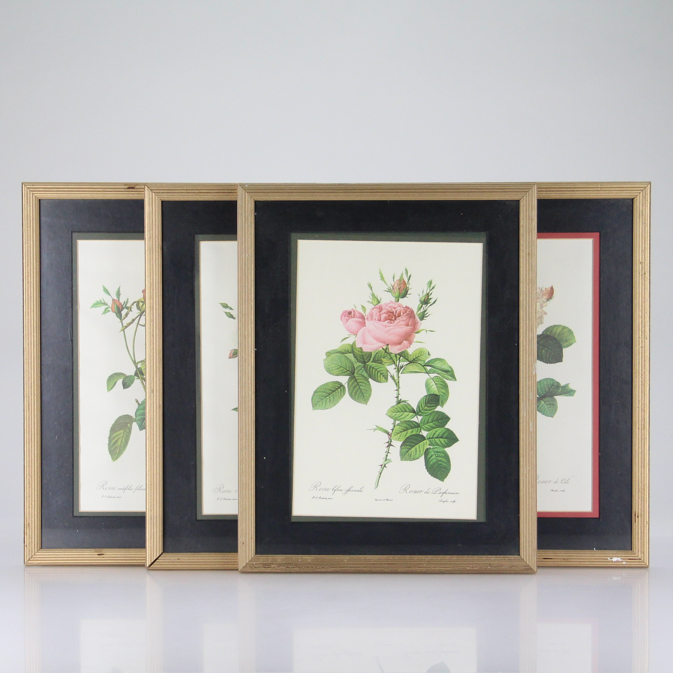 Botanical Offset Lithographs After P.J. Redoute