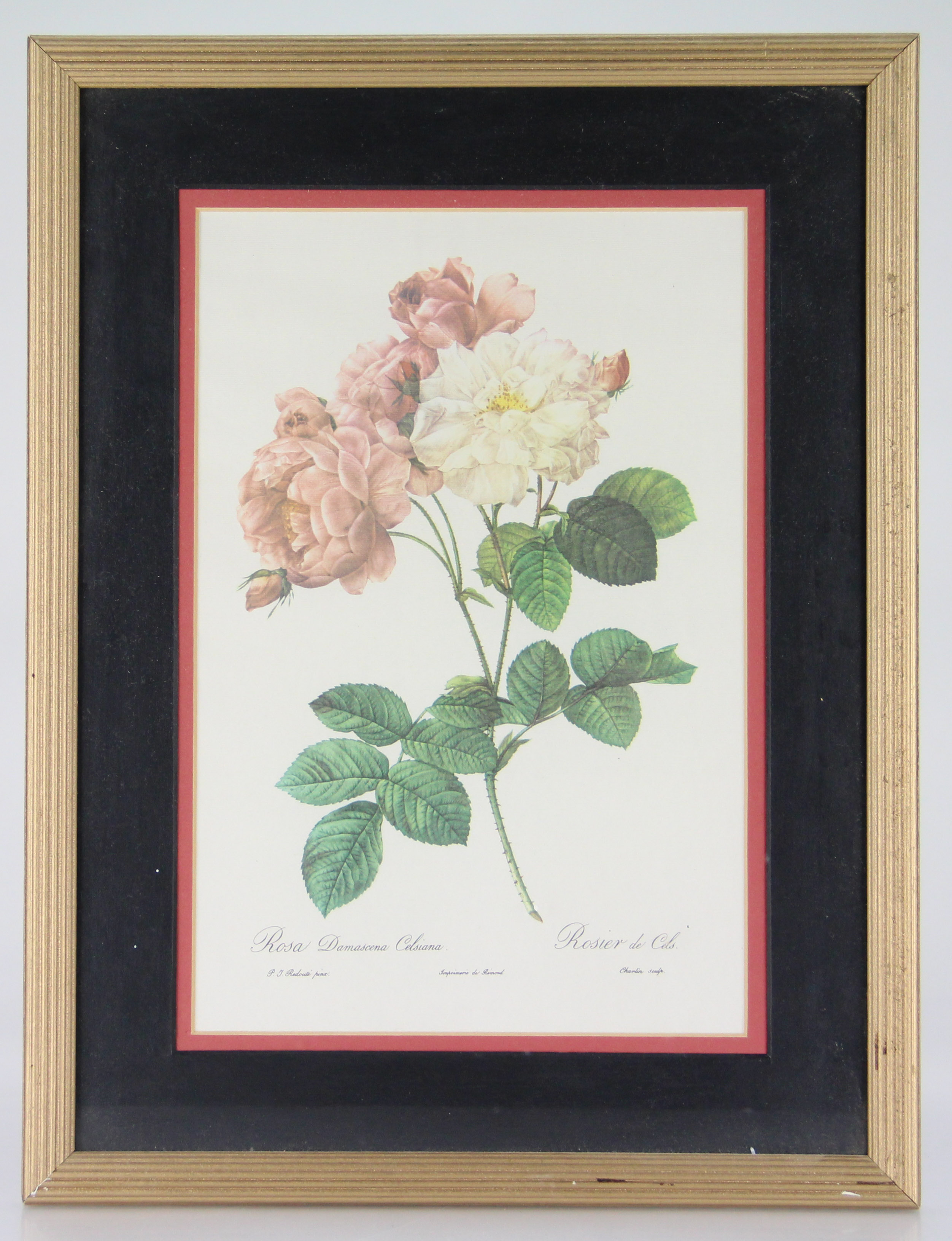 Botanical Offset Lithographs After P.J. Redoute