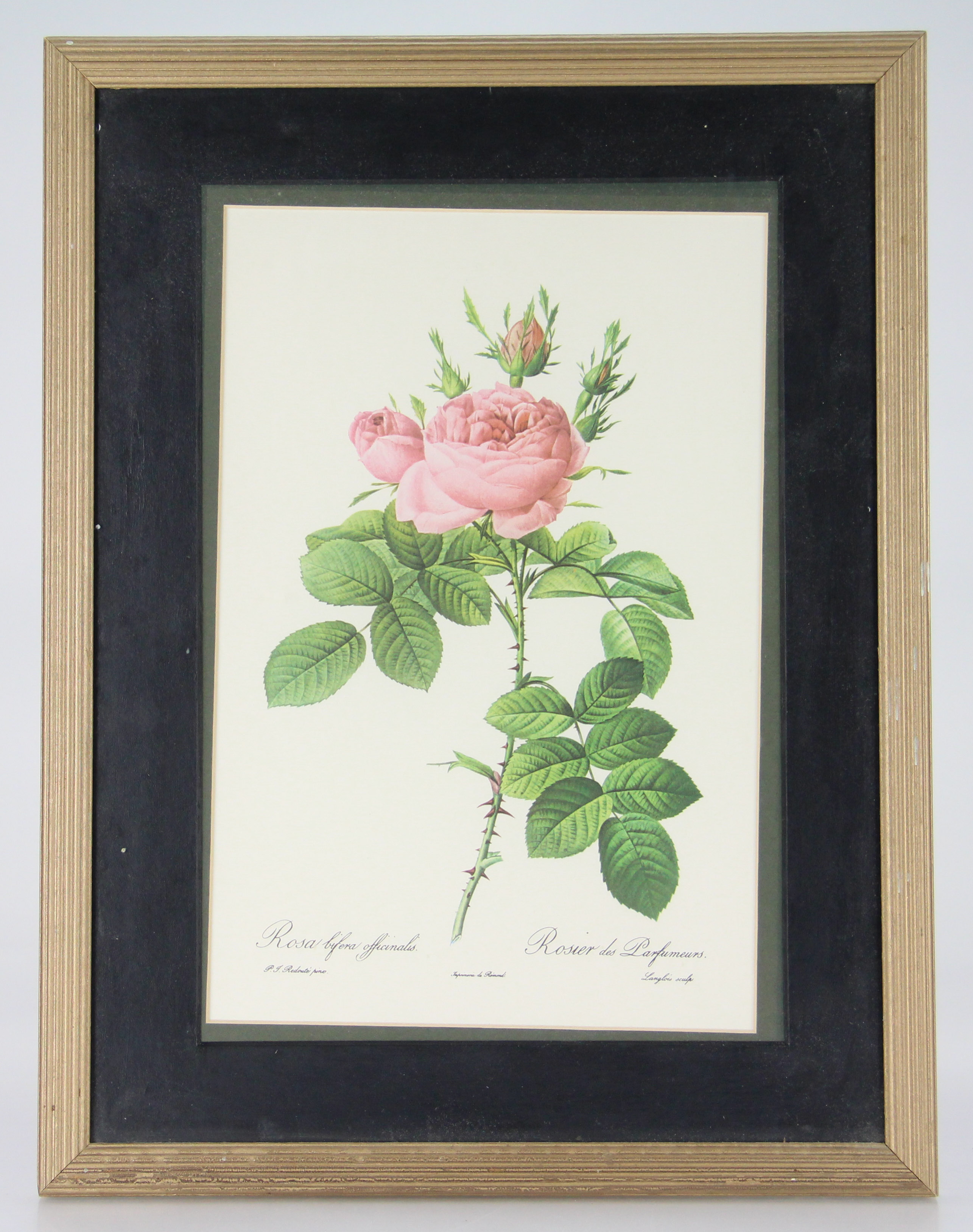 Botanical Offset Lithographs After P.J. Redoute