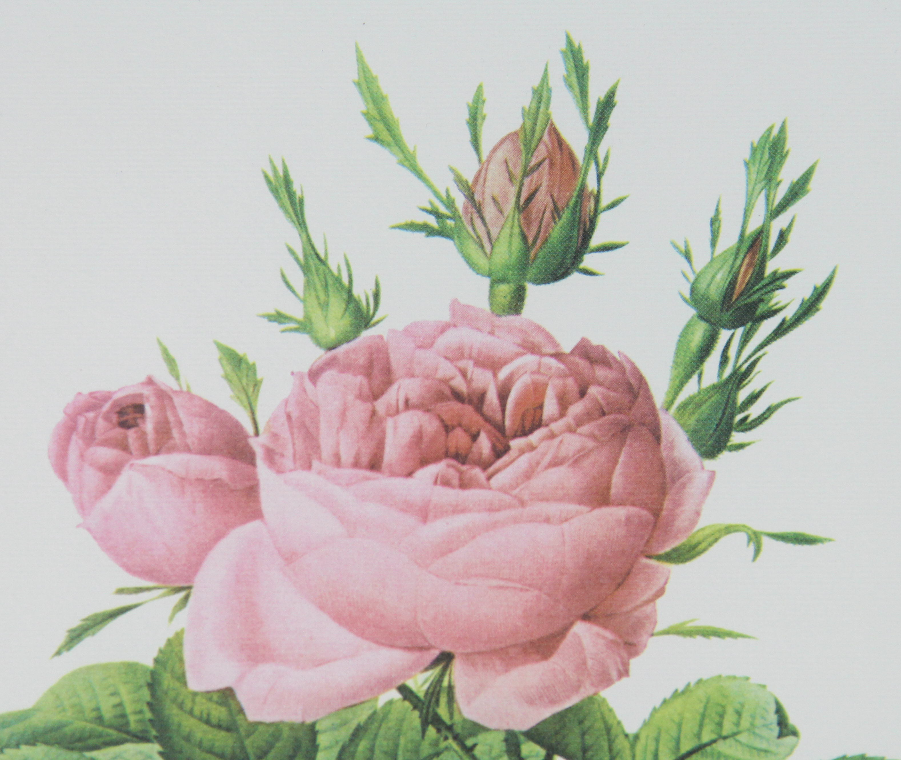 Botanical Offset Lithographs After P.J. Redoute