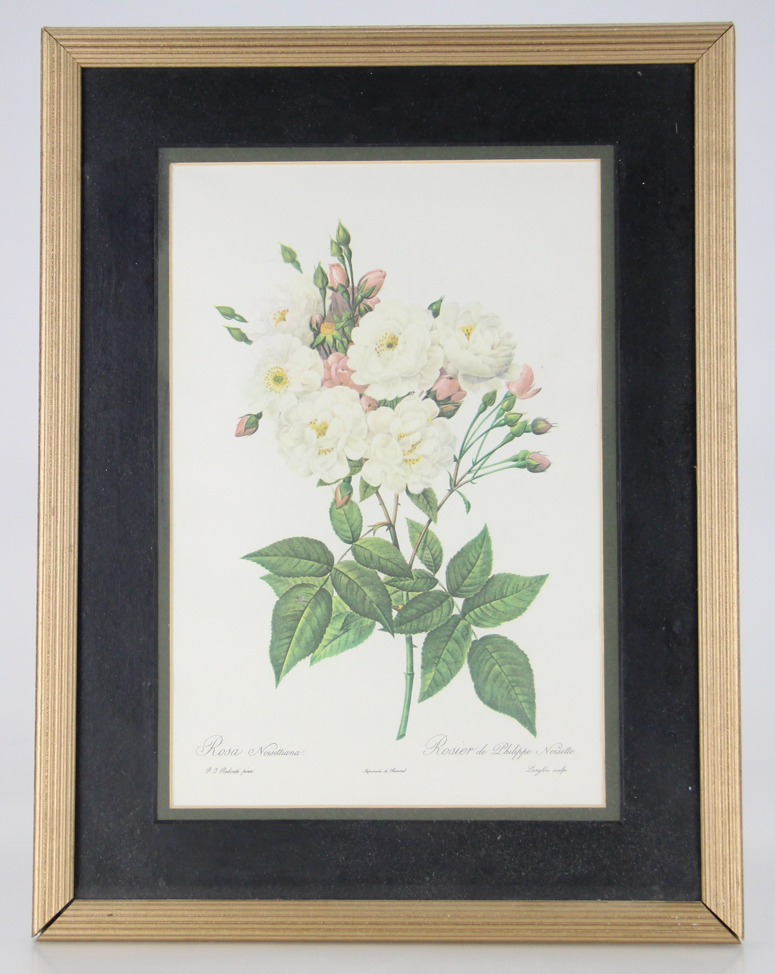 Botanical Offset Lithographs After P.J. Redoute
