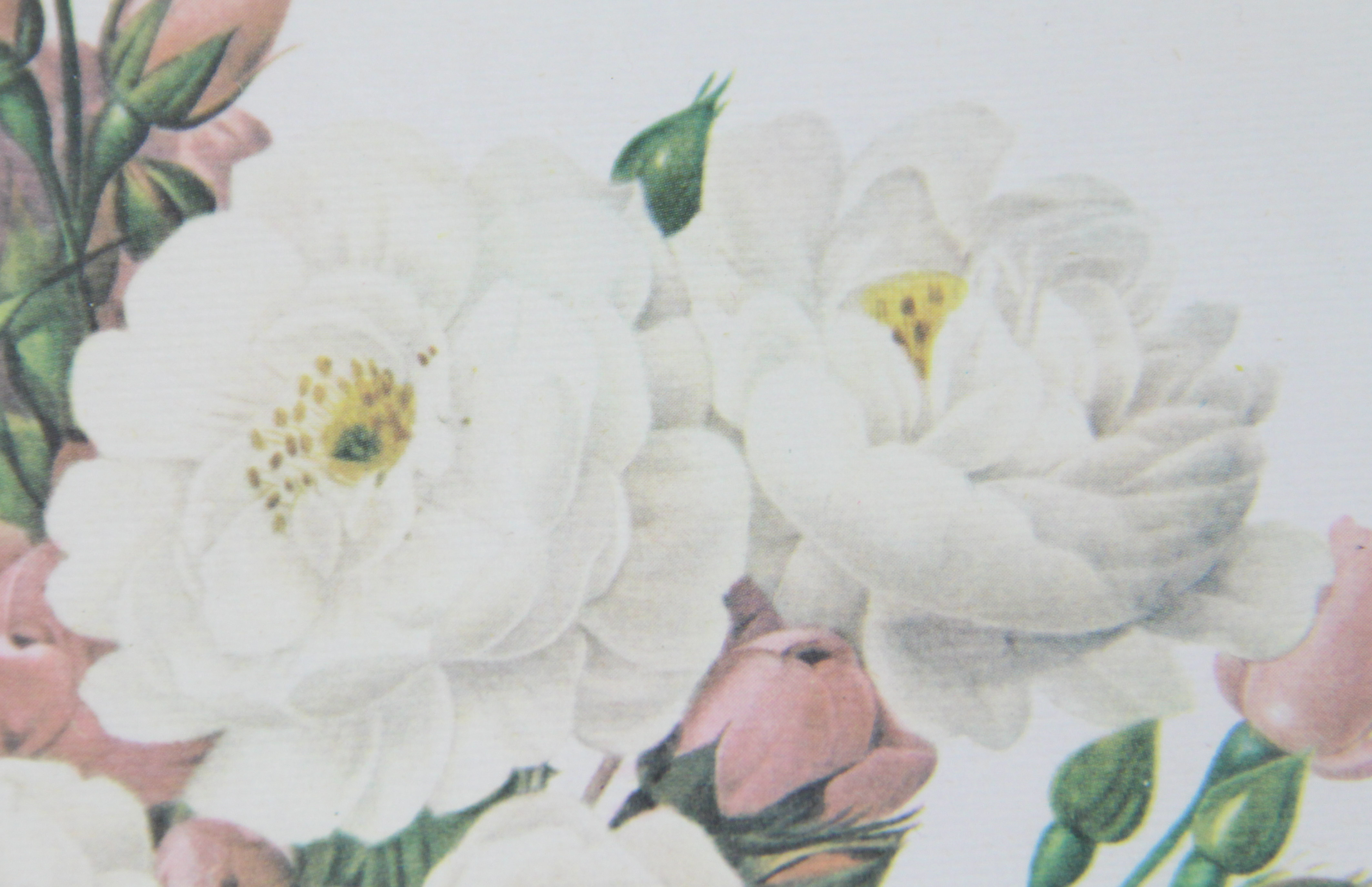 Botanical Offset Lithographs After P.J. Redoute