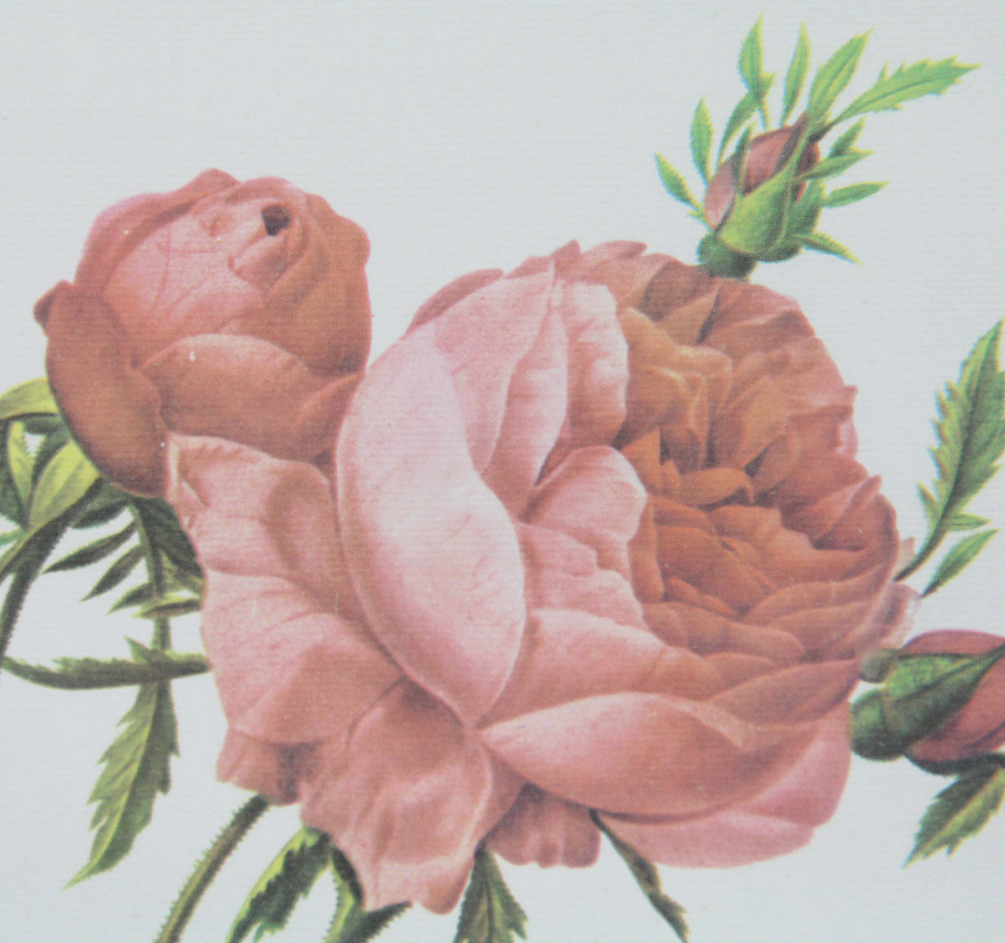 Botanical Offset Lithographs After P.J. Redoute