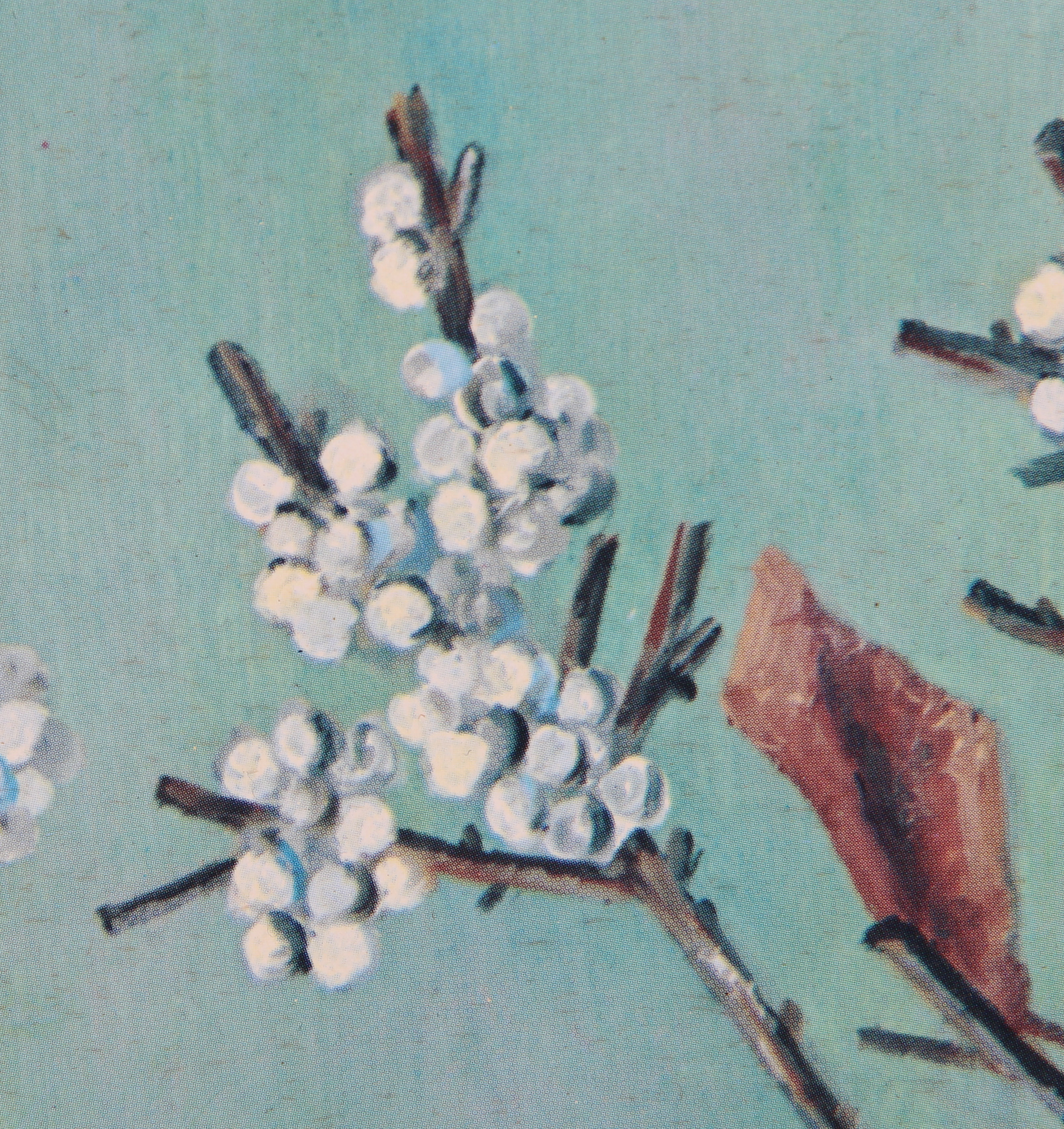 Offset Lithograph of a Still Life after Marjorie E. G. Swinson