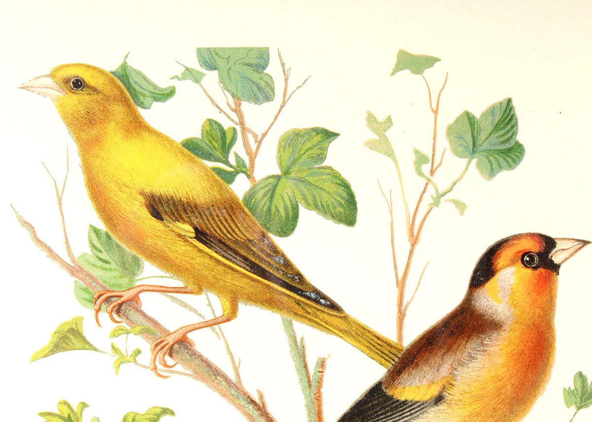 W. Rutledge Framed Birds Offset Lithographs