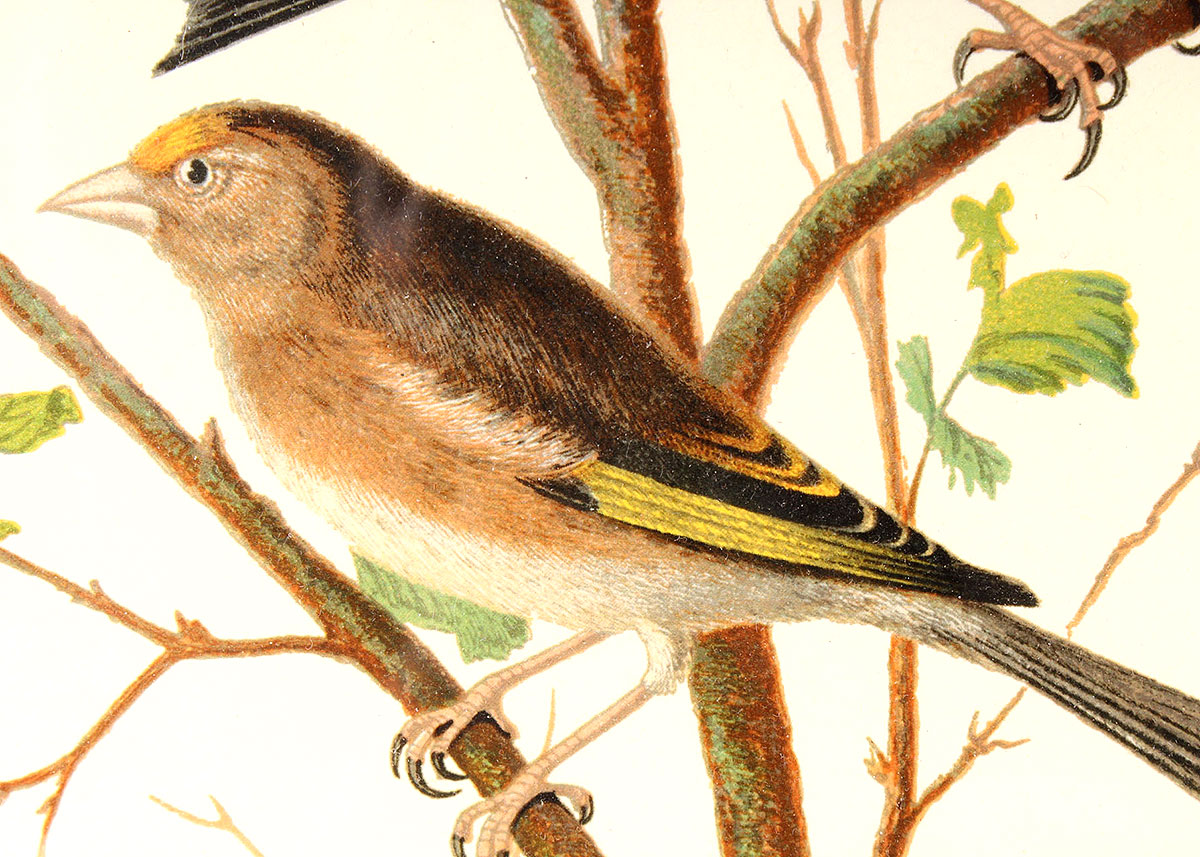 W. Rutledge Framed Birds Offset Lithographs