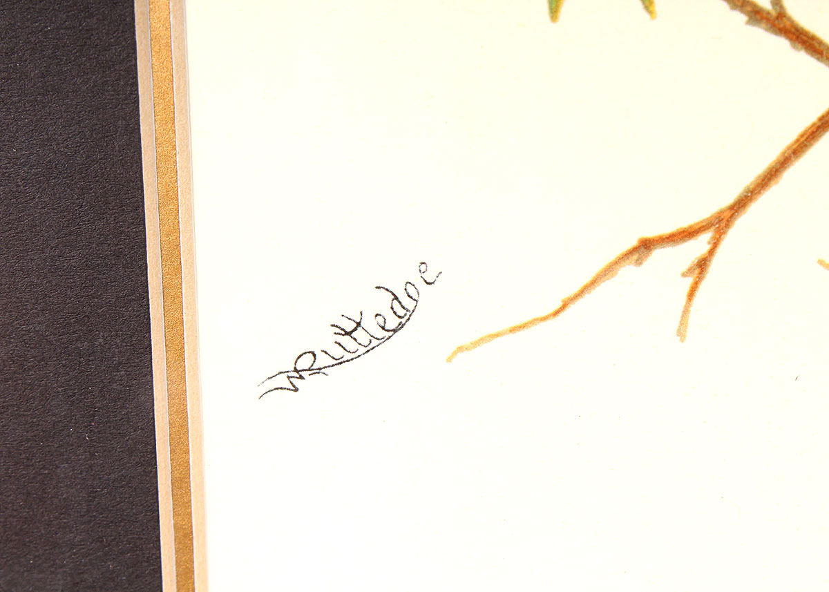 W. Rutledge Framed Birds Offset Lithographs