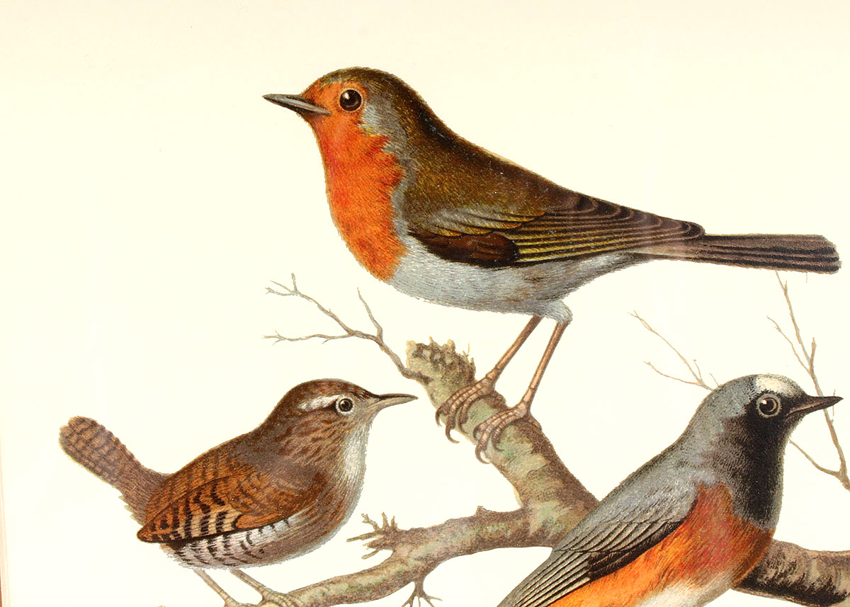 W. Rutledge Framed Birds Offset Lithographs