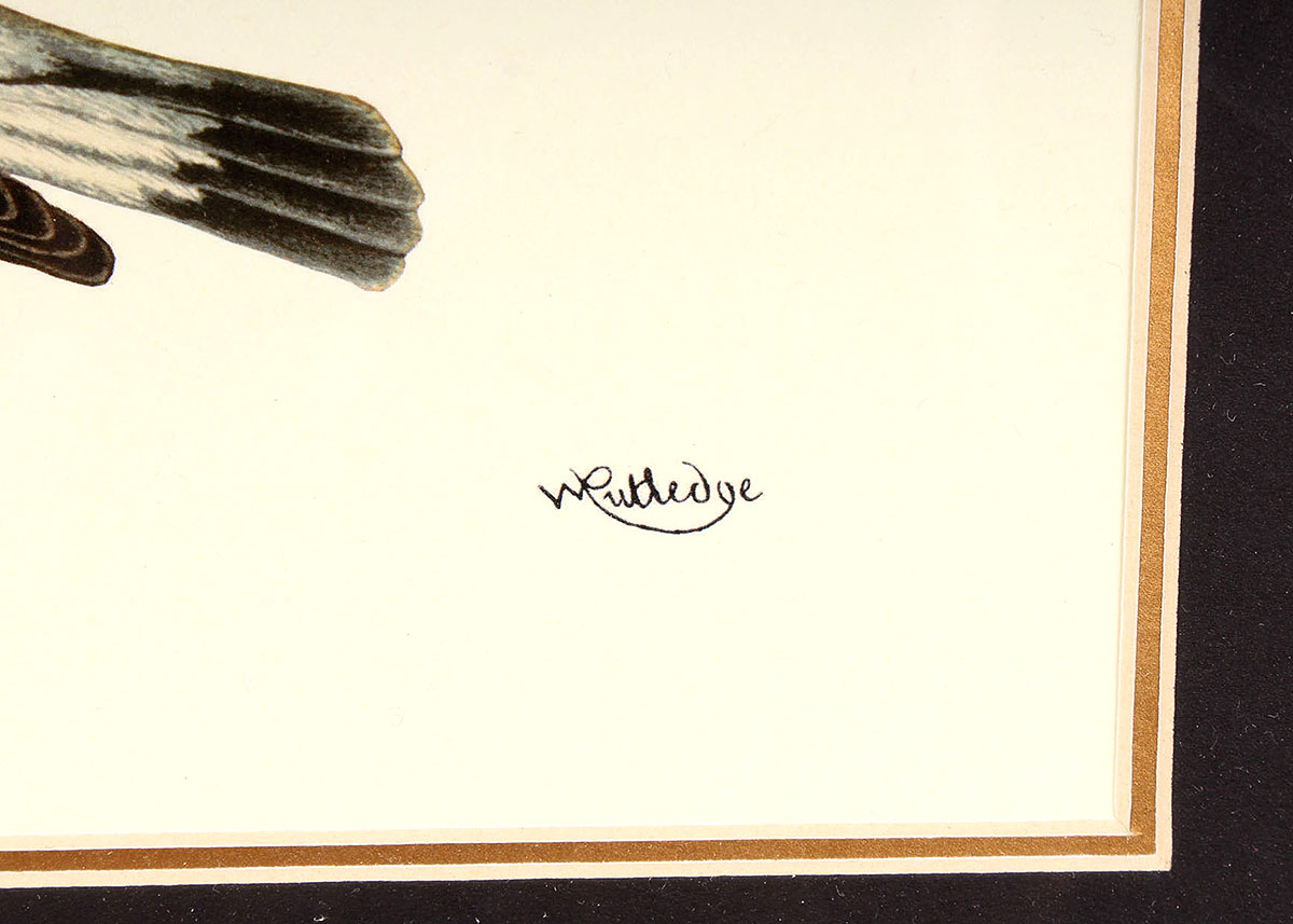 W. Rutledge Framed Birds Offset Lithographs