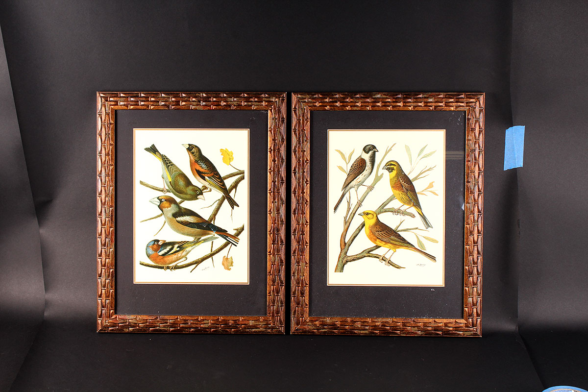 W. Rutledge Framed Birds Offset Lithographs