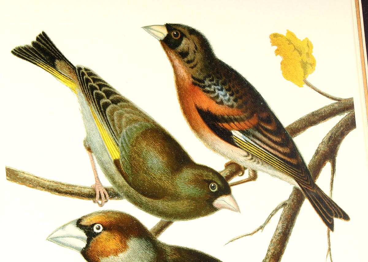 W. Rutledge Framed Birds Offset Lithographs