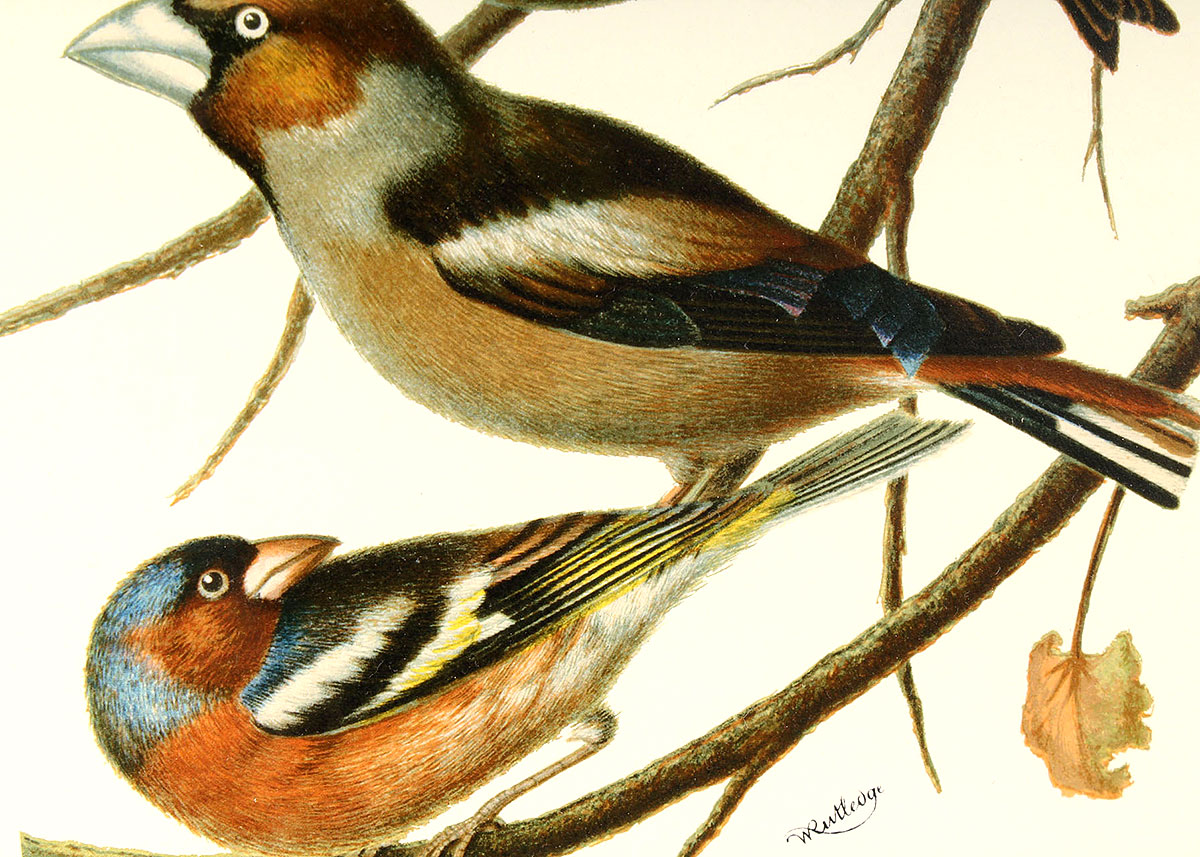 W. Rutledge Framed Birds Offset Lithographs