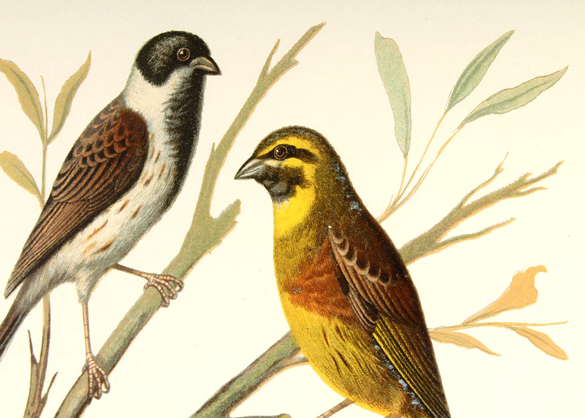 W. Rutledge Framed Birds Offset Lithographs