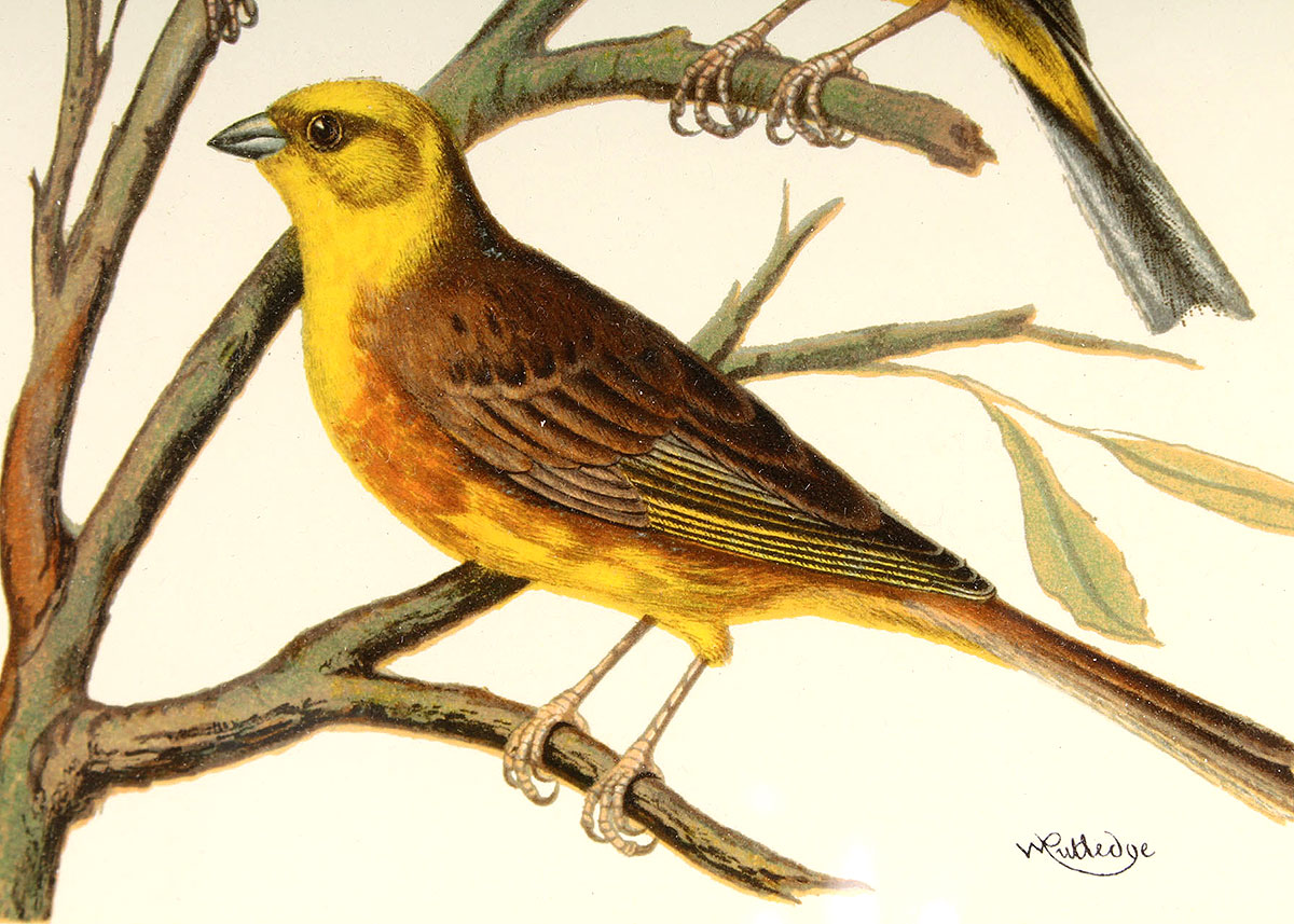 W. Rutledge Framed Birds Offset Lithographs