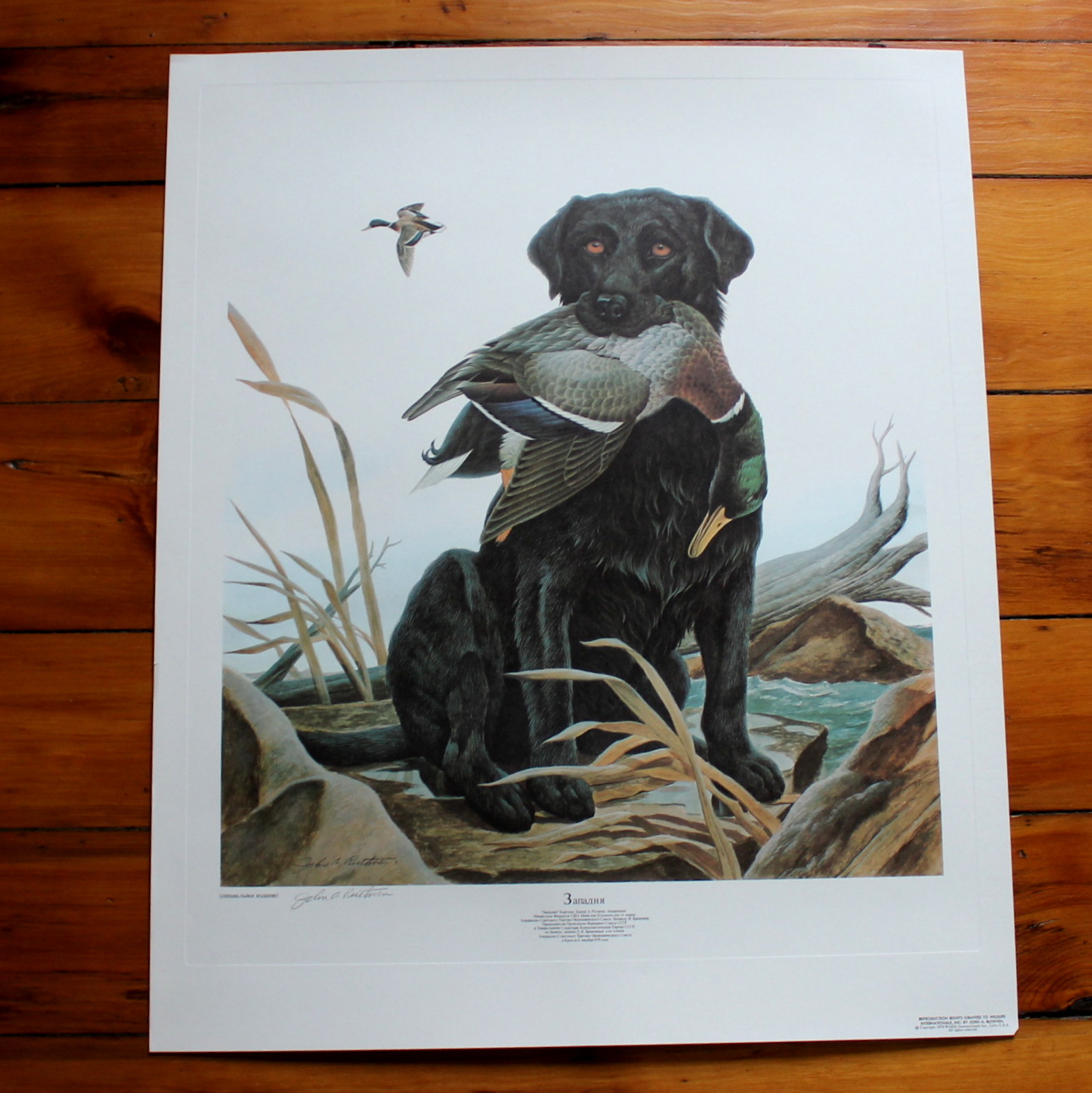 Russian Version of John A. Ruthven's Decoy Offset Lithograph Print