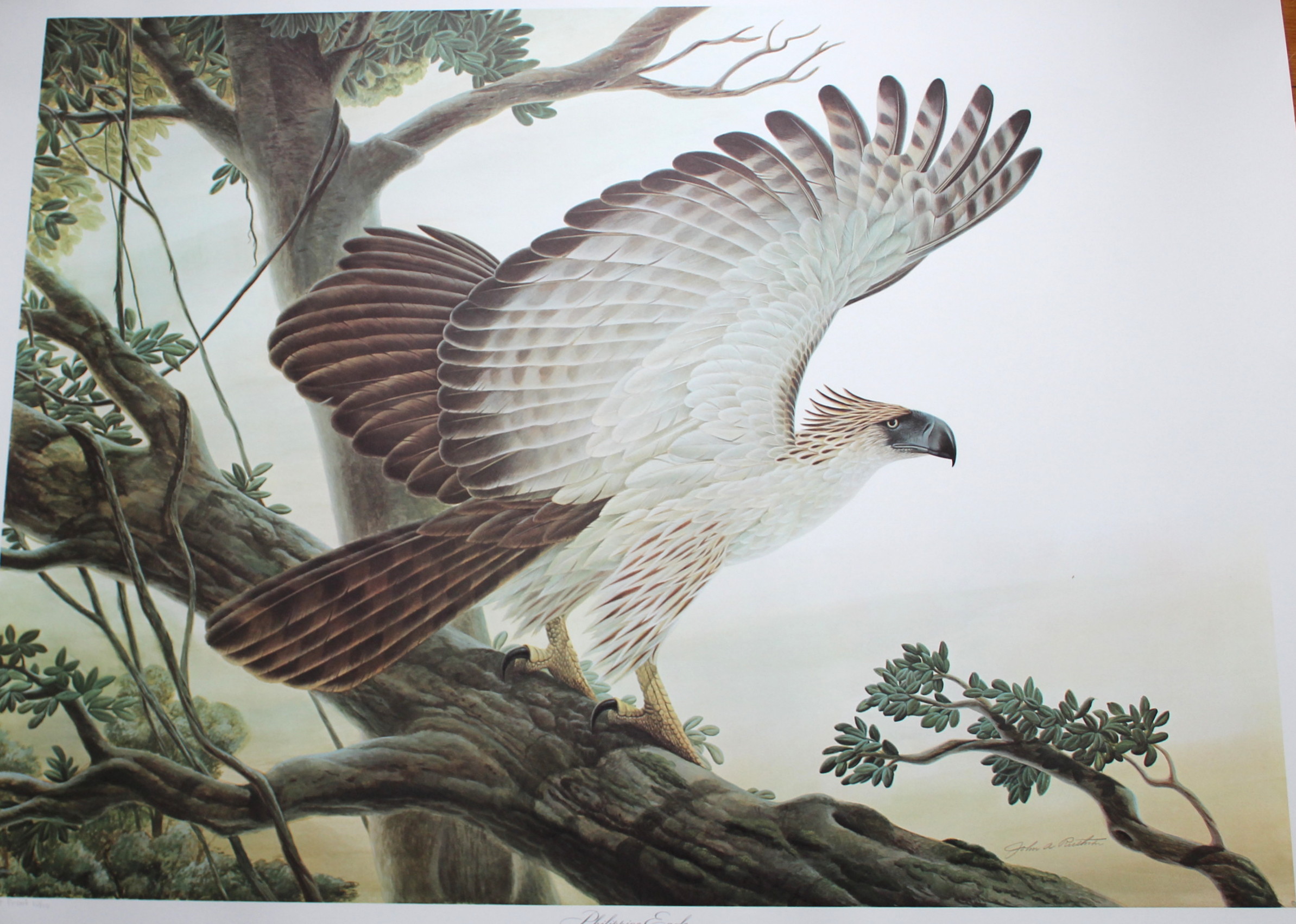 John Ruthven Artist Proof Offset Lithograph "Philippine Eagle"
