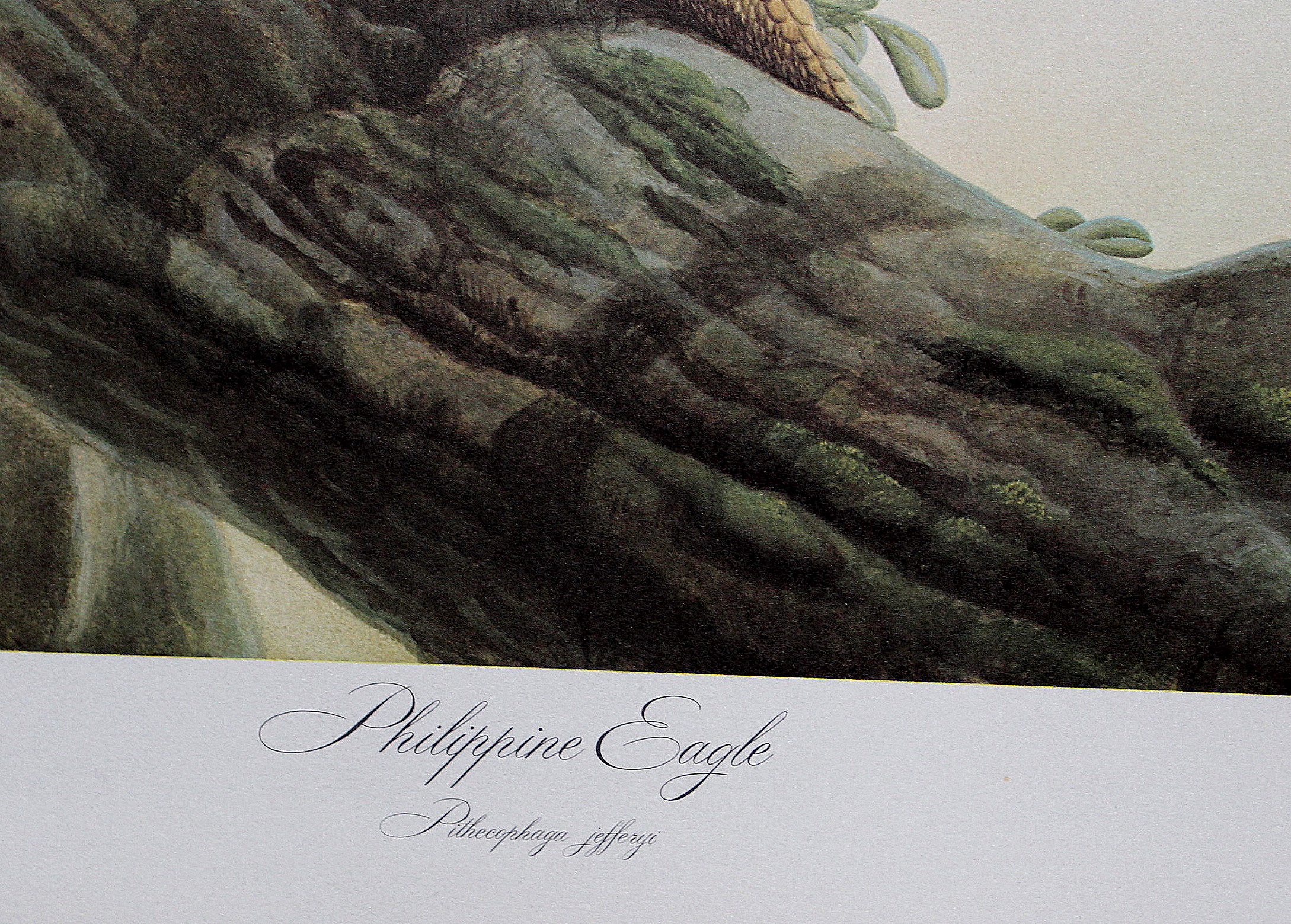 John Ruthven Artist Proof Offset Lithograph "Philippine Eagle"