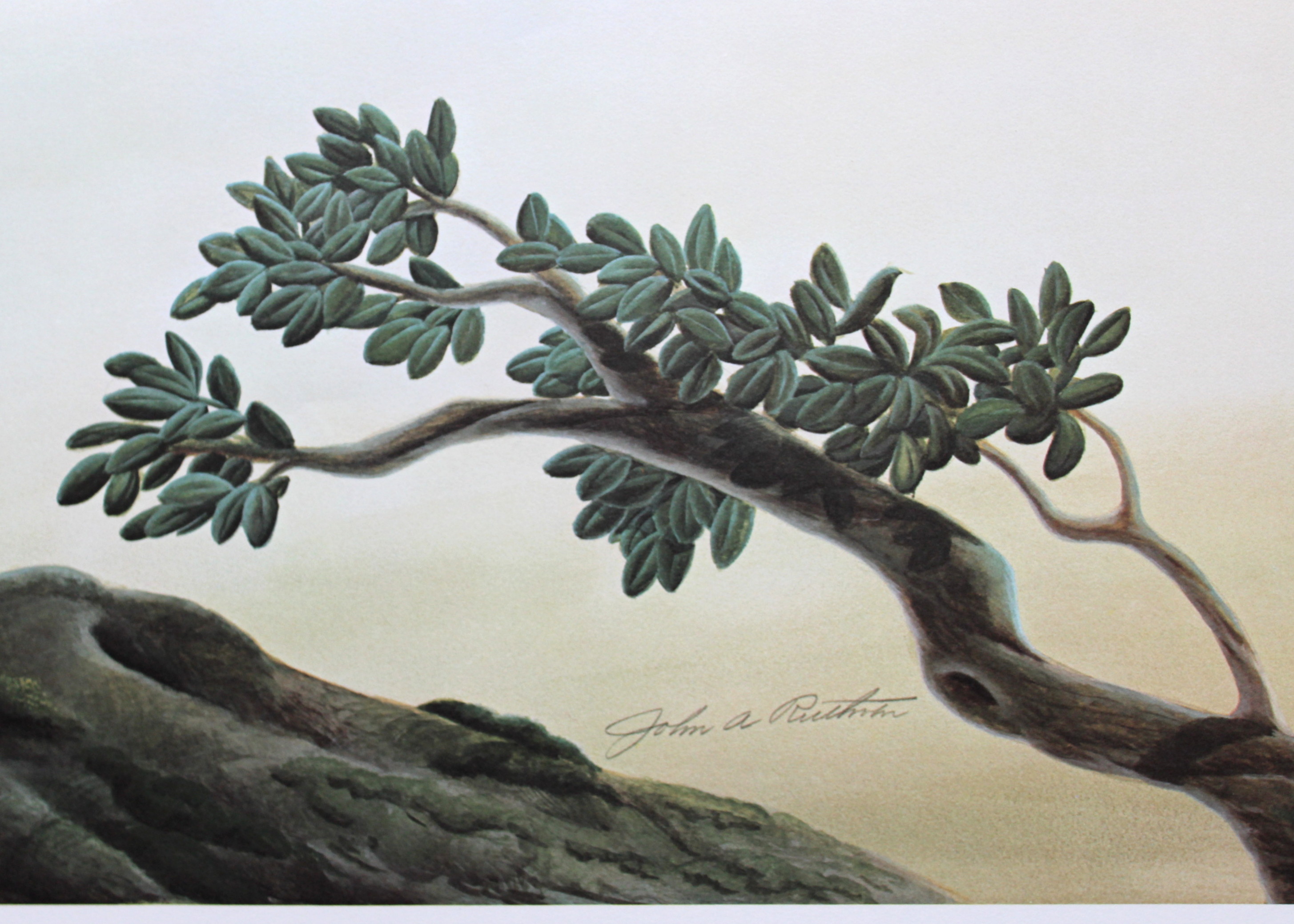 John Ruthven Artist Proof Offset Lithograph "Philippine Eagle"