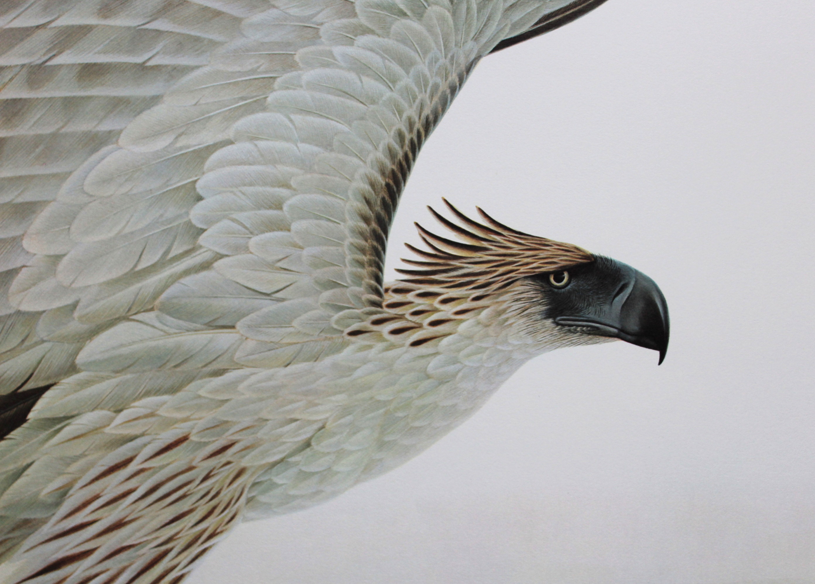 John Ruthven Artist Proof Offset Lithograph "Philippine Eagle"