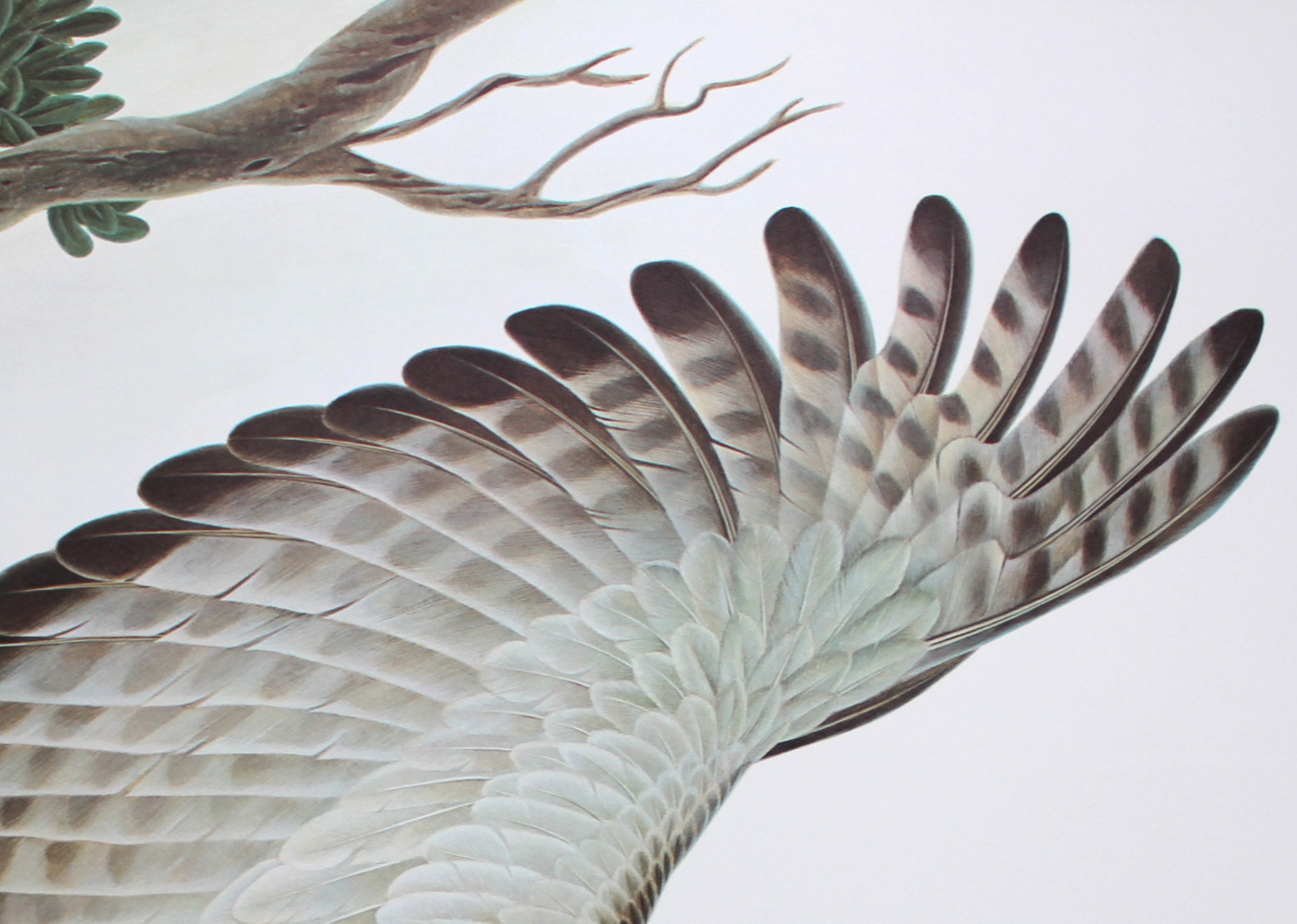 John Ruthven Artist Proof Offset Lithograph "Philippine Eagle"