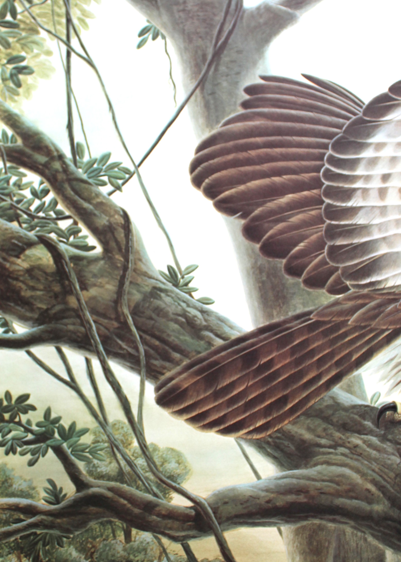 John Ruthven Artist Proof Offset Lithograph "Philippine Eagle"