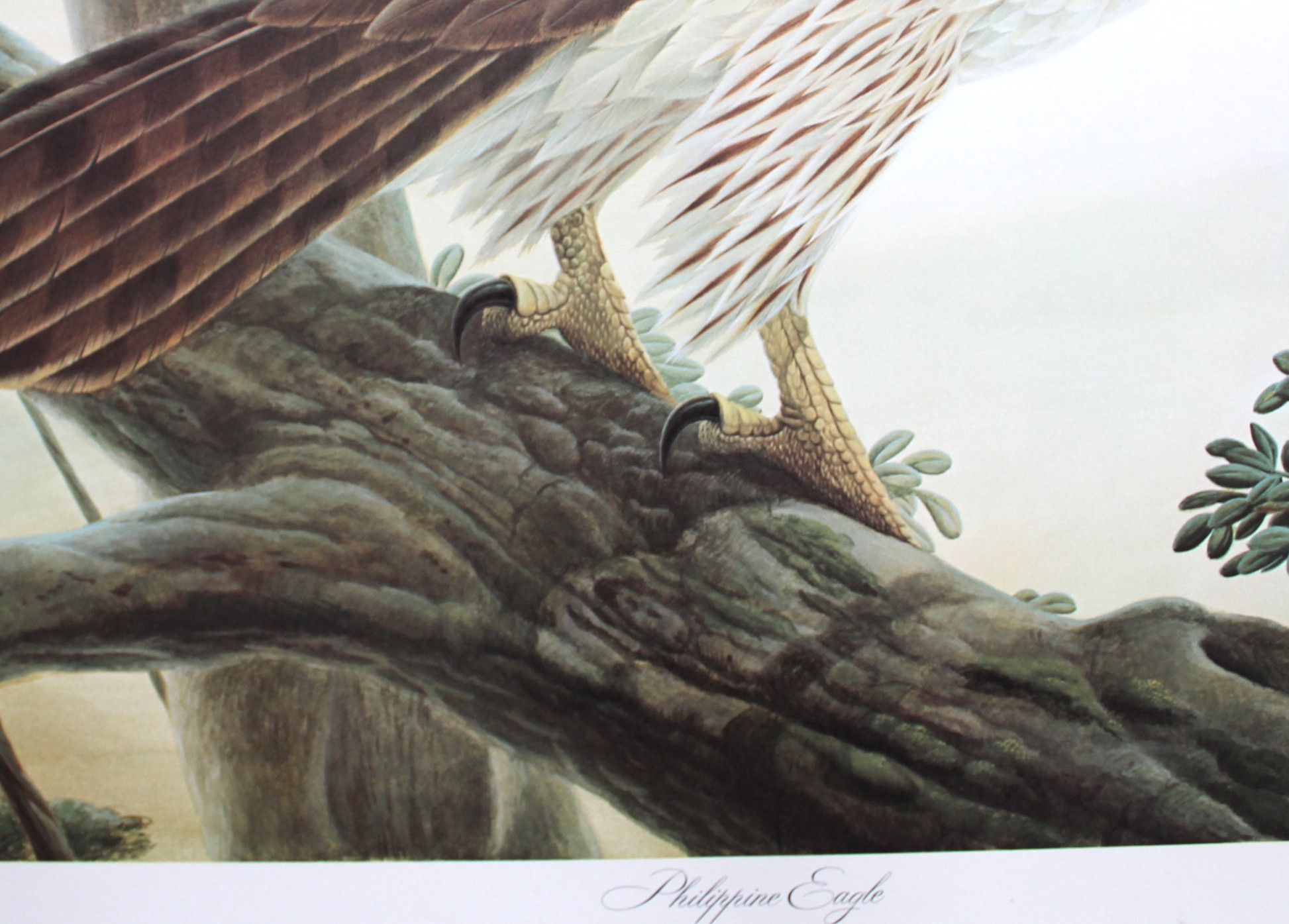 John Ruthven Artist Proof Offset Lithograph "Philippine Eagle"