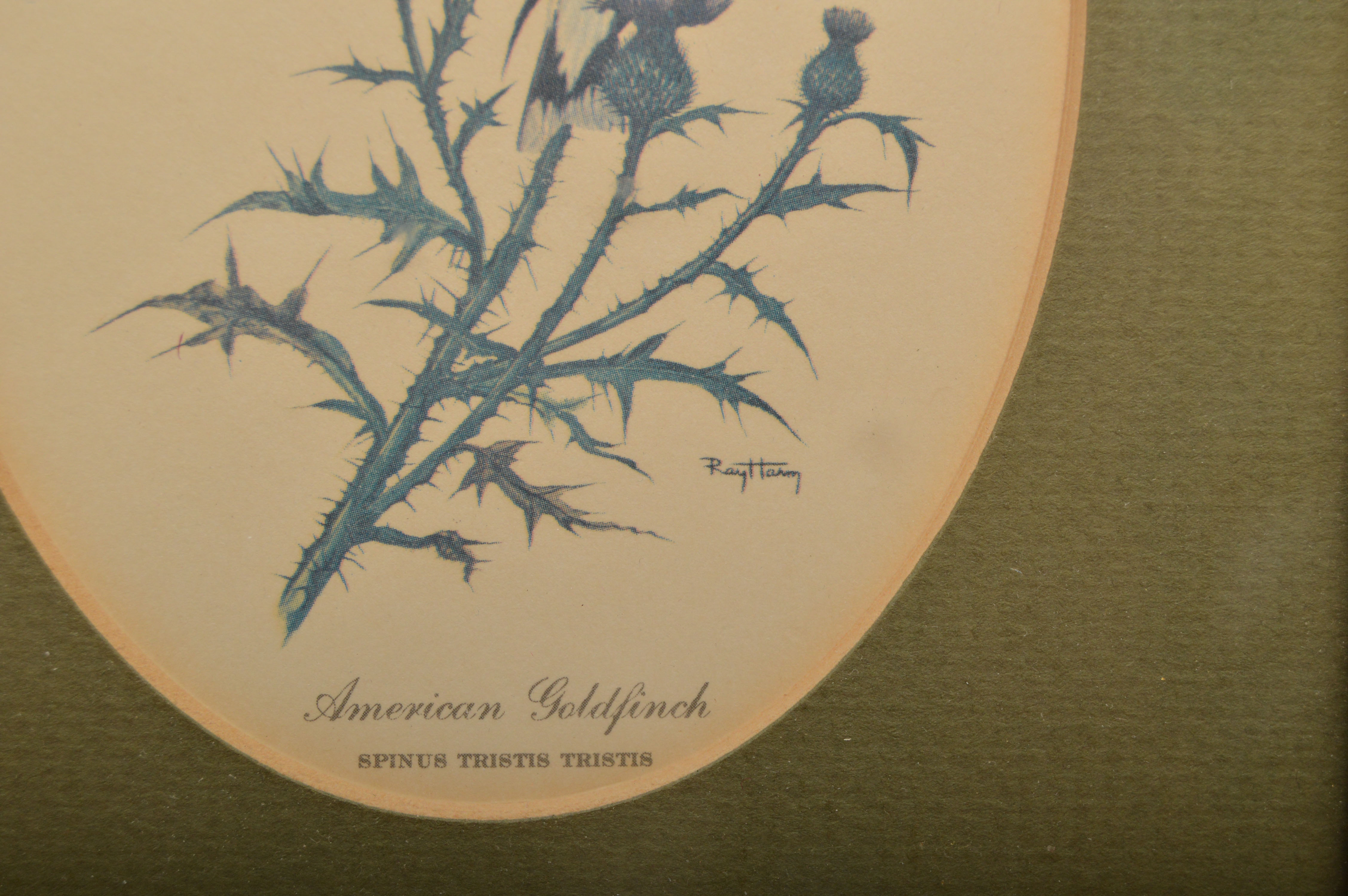 Bird Offset Lithographs