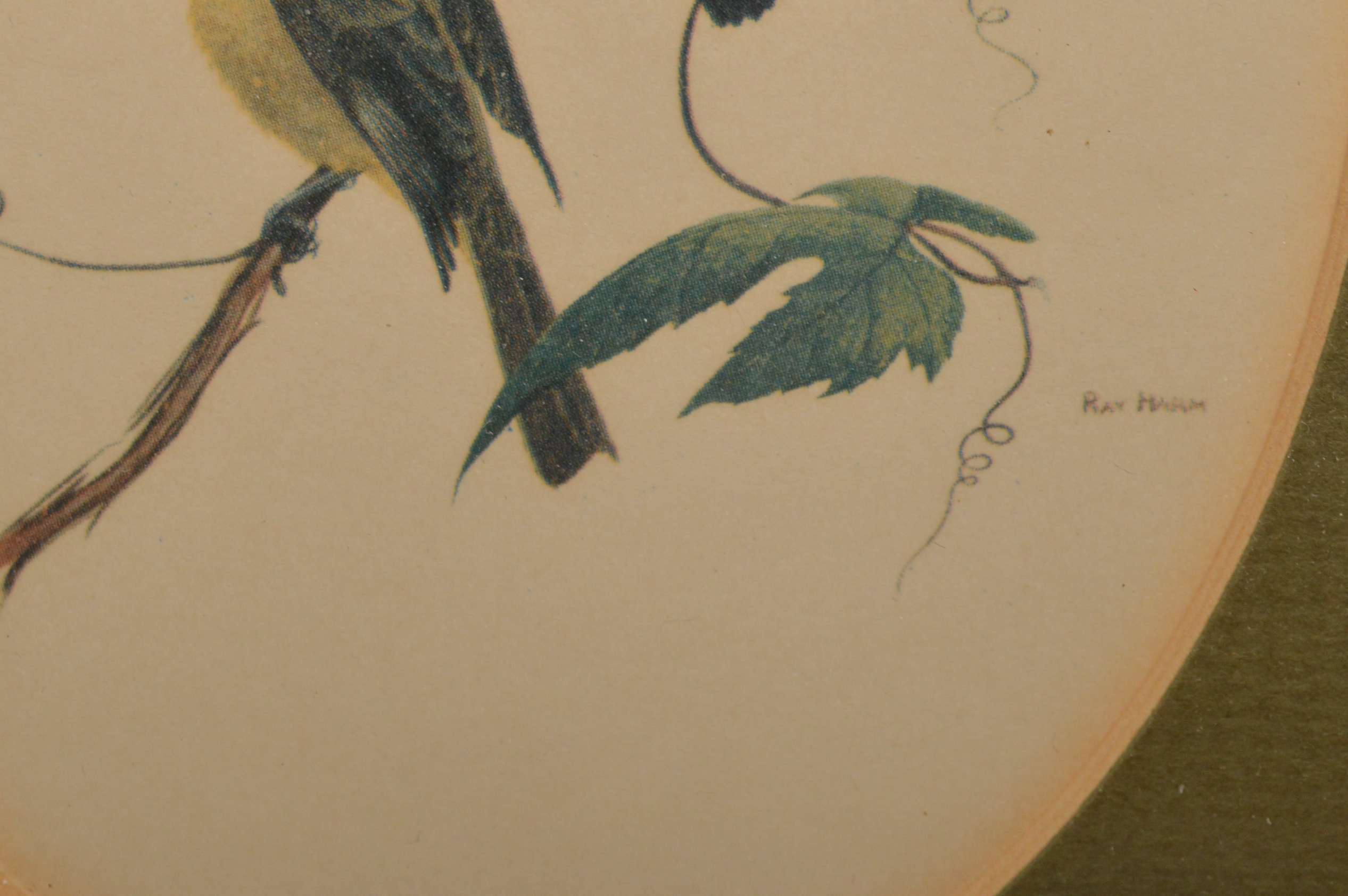 Bird Offset Lithographs