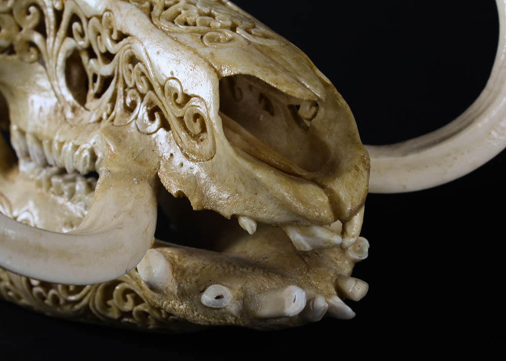 Hand Carved Scroll Work Boar Skull with Tusks
