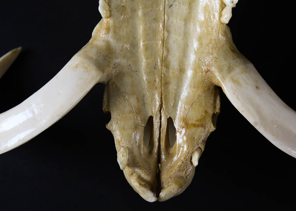 Hand Carved Scroll Work Boar Skull with Tusks