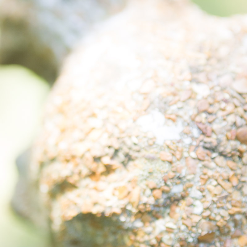 Concrete Garden Venus