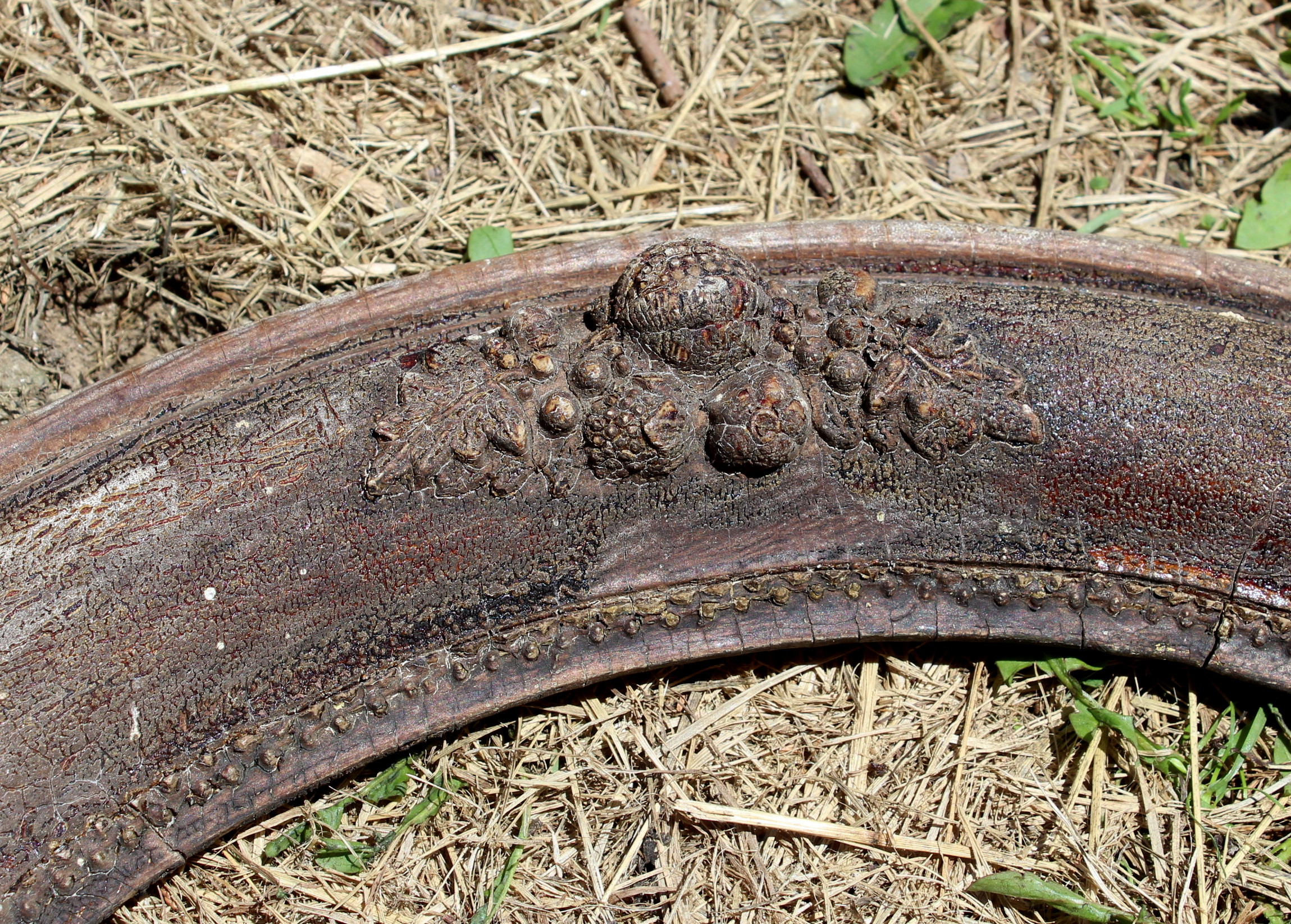 Antique Distressed Picture Frames