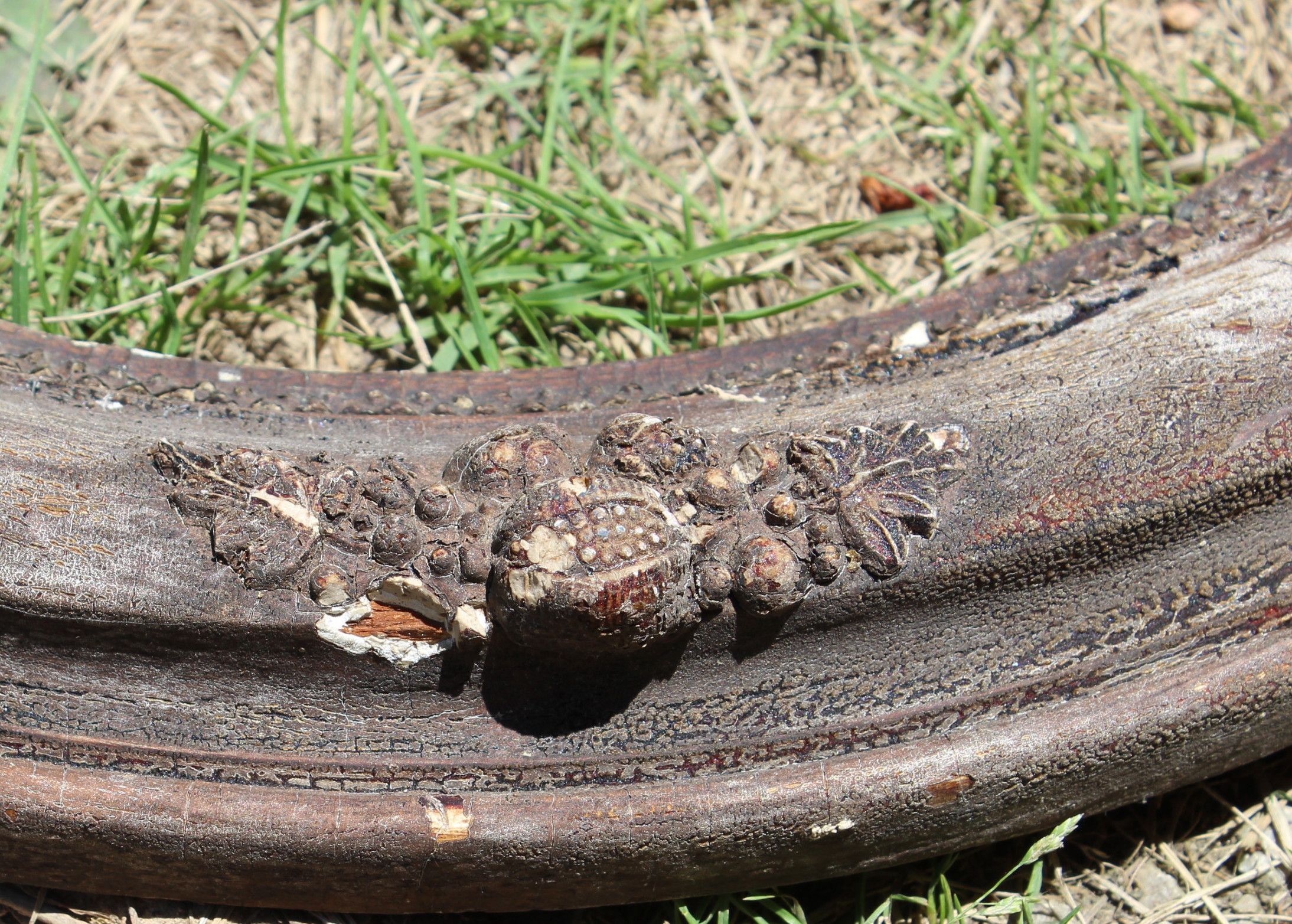 Antique Distressed Picture Frames