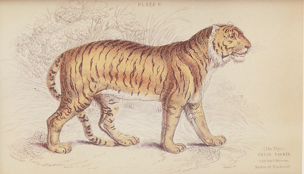 Collection of Wild Cat and Arch of Titus, Santa Maria Del Popolo Rose Lithographs