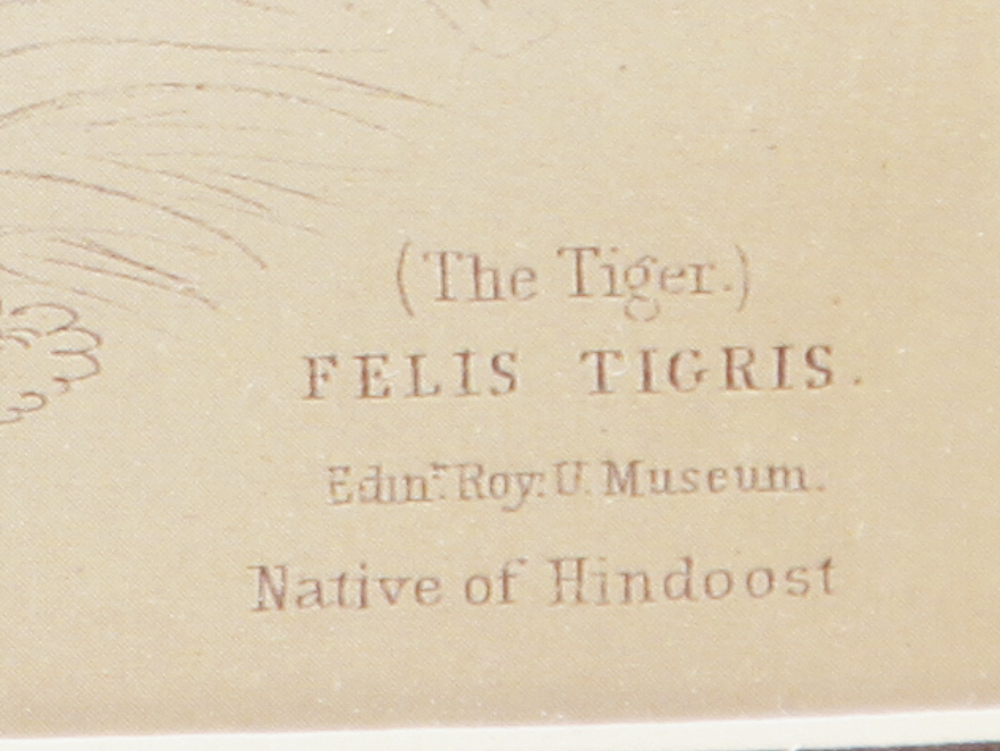 Collection of Wild Cat and Arch of Titus, Santa Maria Del Popolo Rose Lithographs