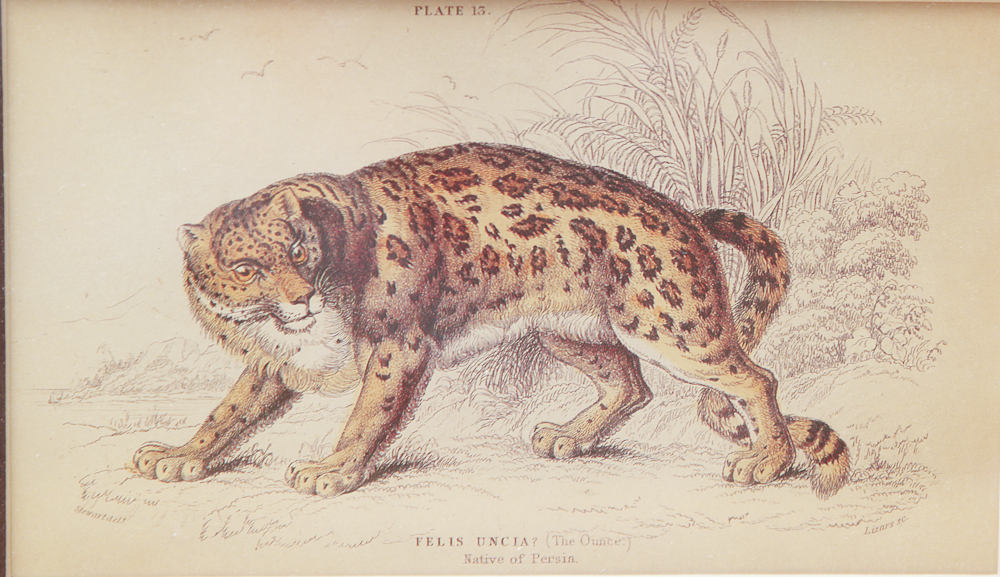 Collection of Wild Cat and Arch of Titus, Santa Maria Del Popolo Rose Lithographs